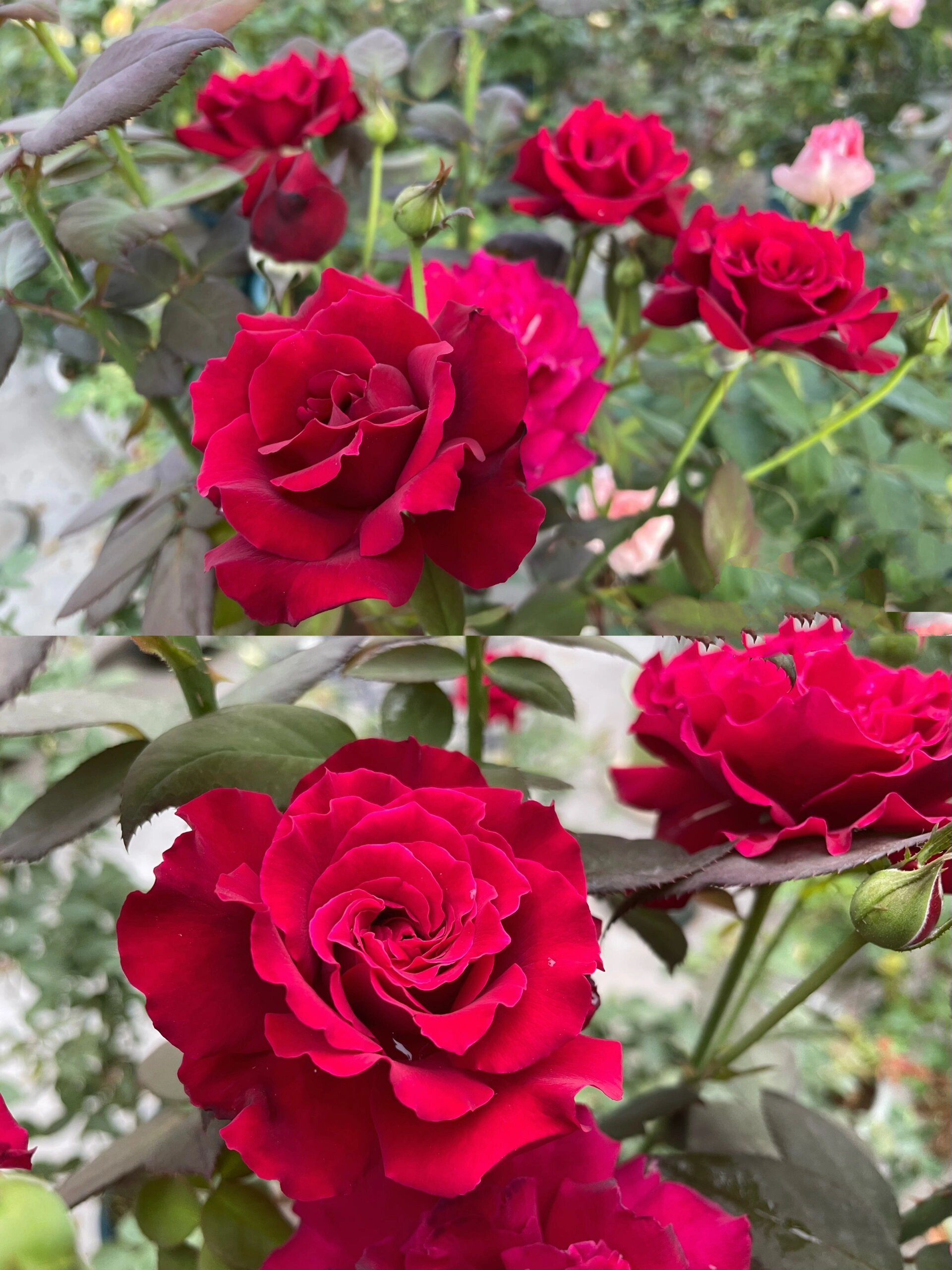 红红火火 浓香飘逸型 红丘月季 这个是红丘/ 天家胭脂 月季,河本培育