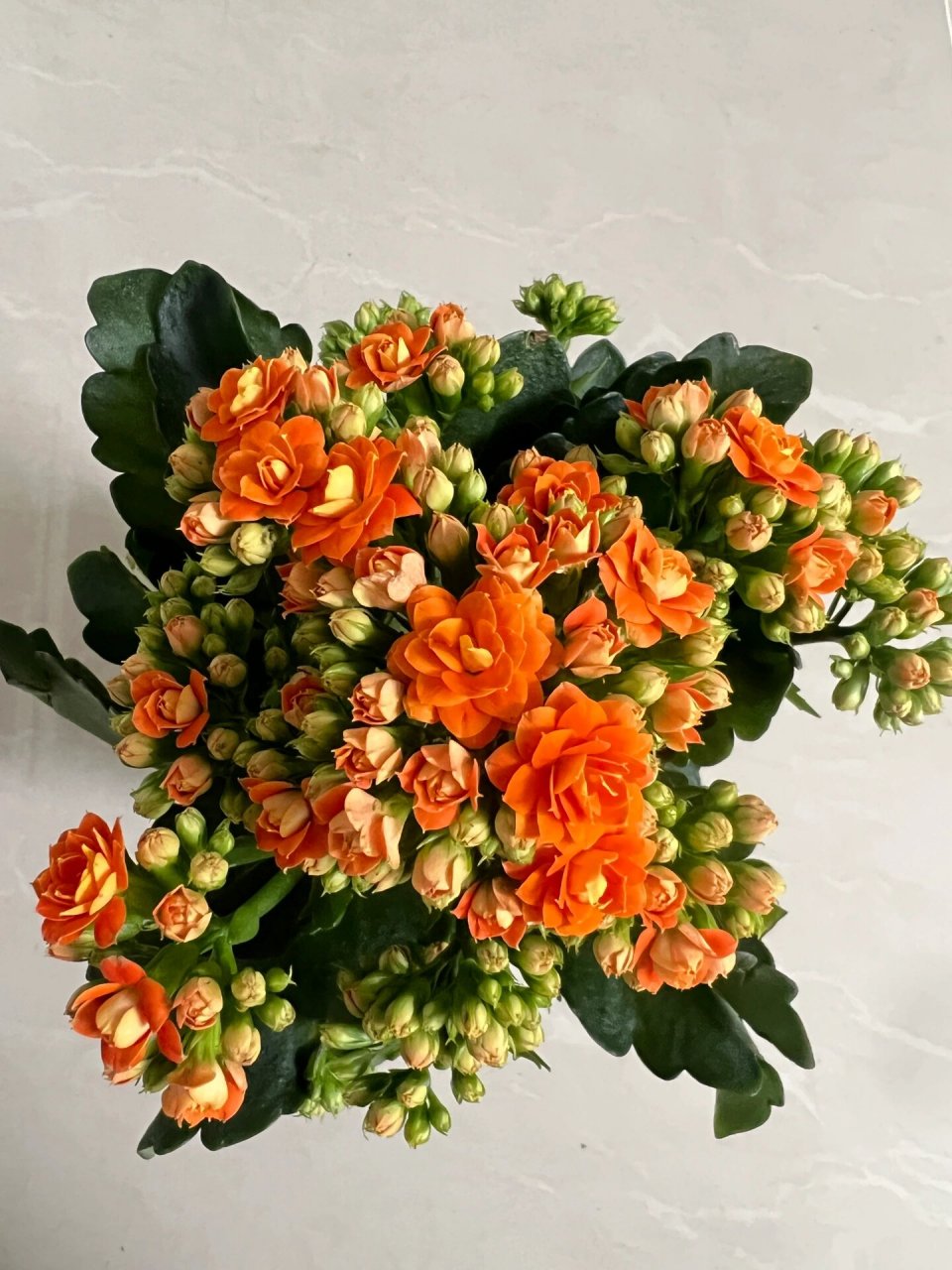 艾格尼斯——喜爱橙色系的长寿花党看过来~ 长寿花橙色重瓣漂亮极了