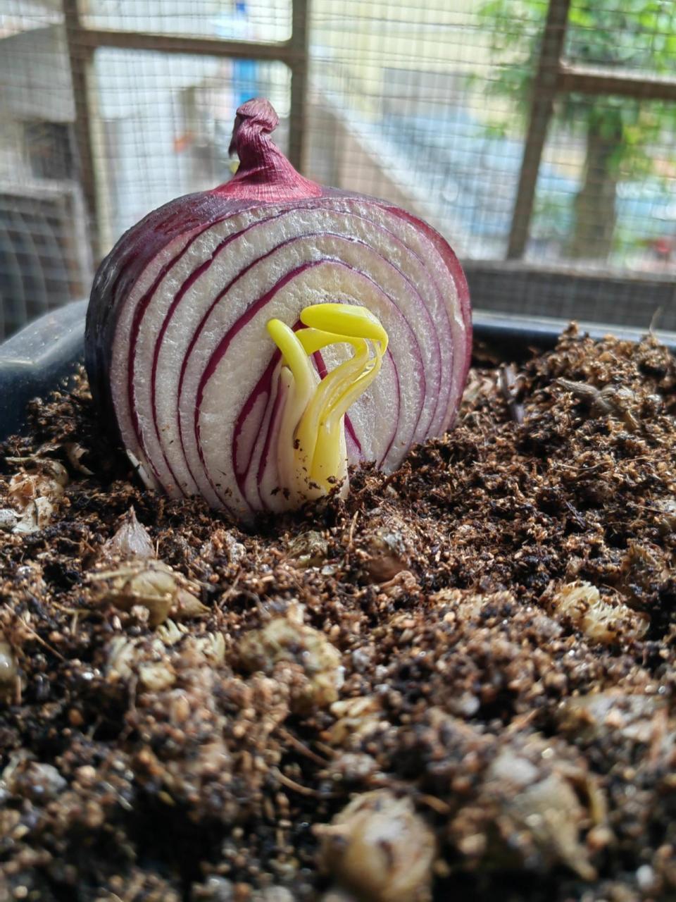 发芽洋葱能种活吗? 既然你在冰箱里都已经发芽了! 那就给你一片天地!