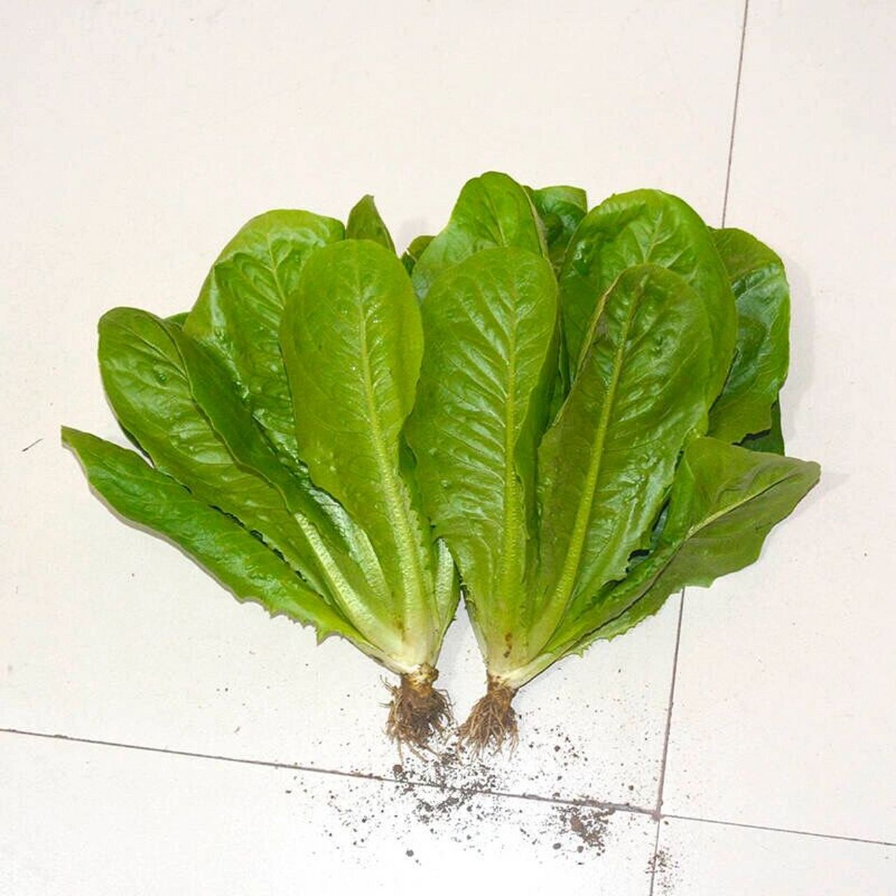 寿司孔雀菜有颜好养,耐热适合夏季种,易成 我们菜地里种了一些寿司