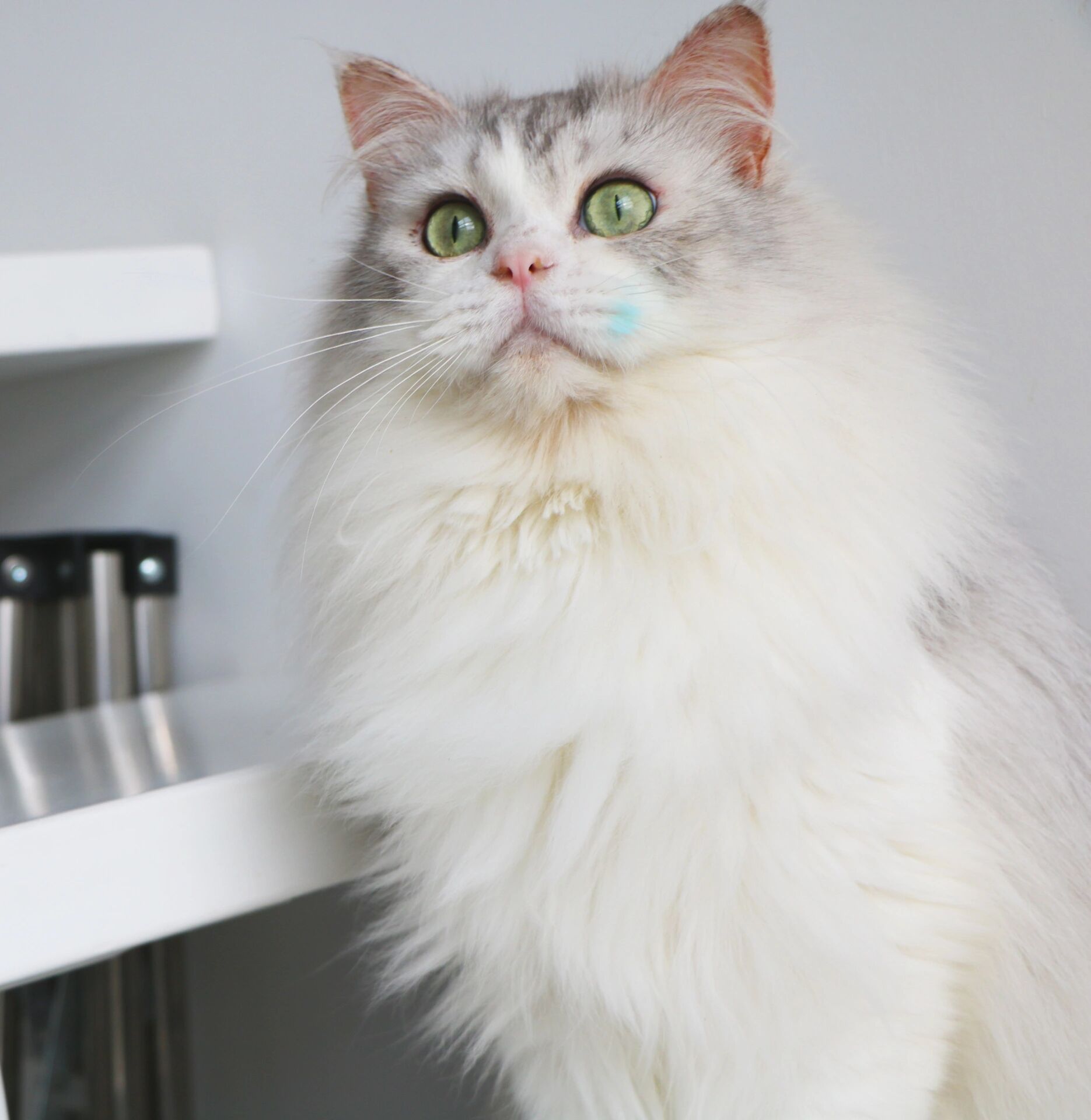 收养的布偶和缅因混血长大啦 收养的布偶和缅因混血长大啦 越来越漂亮