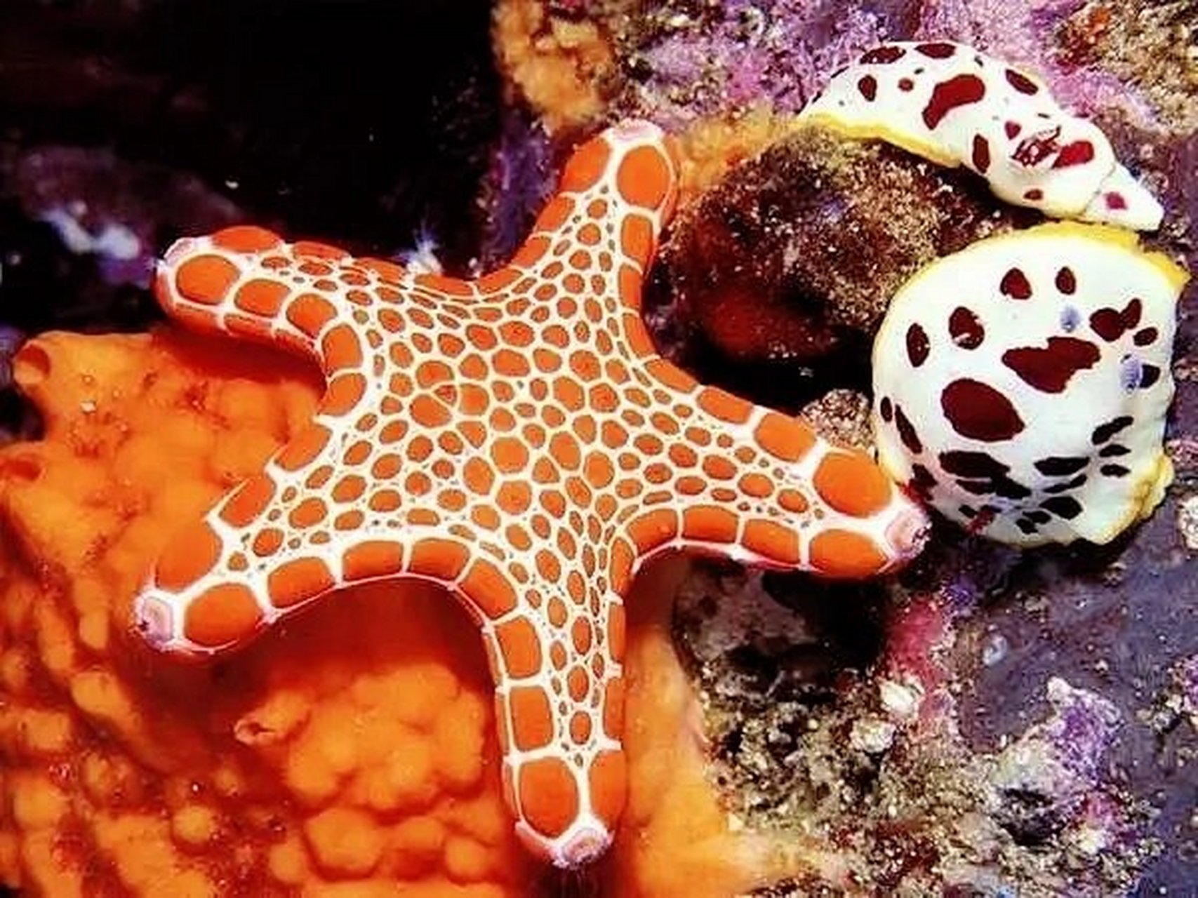 fish pic项链海星是一种宝石状的海星,身上多为红色或橙色图案