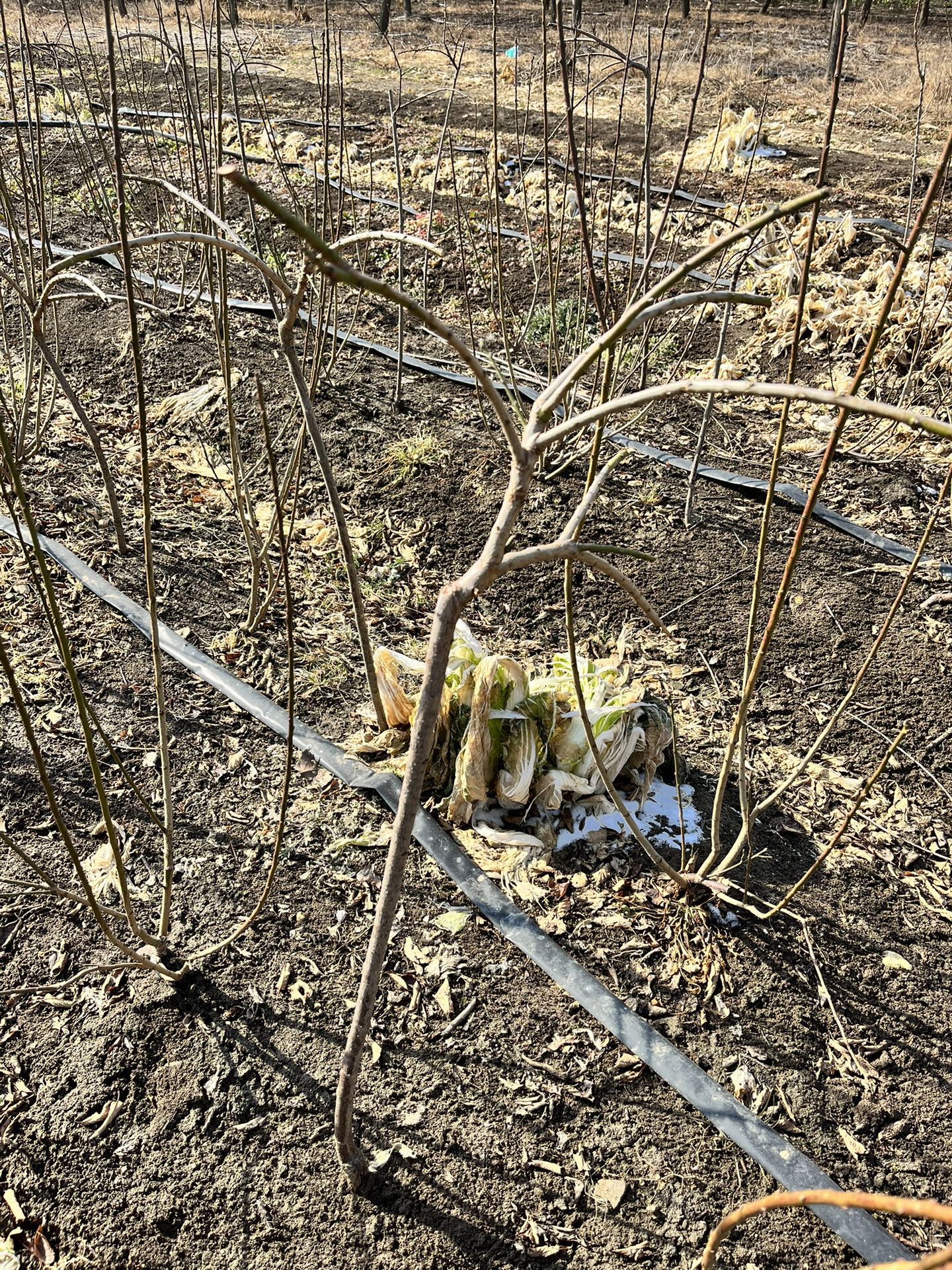 一起认识梅花品种(7)～垂枝品种群