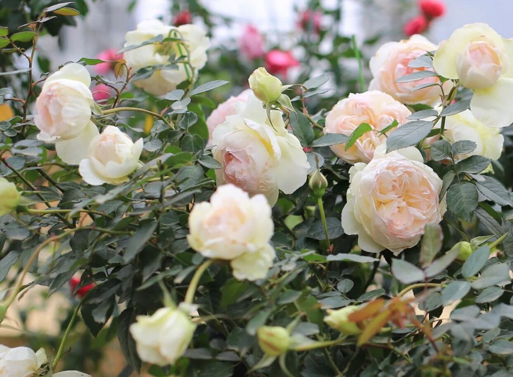 法国波莱罗月季优缺点分析欢迎补充 名称:	bolero 类型:	灌木 花期