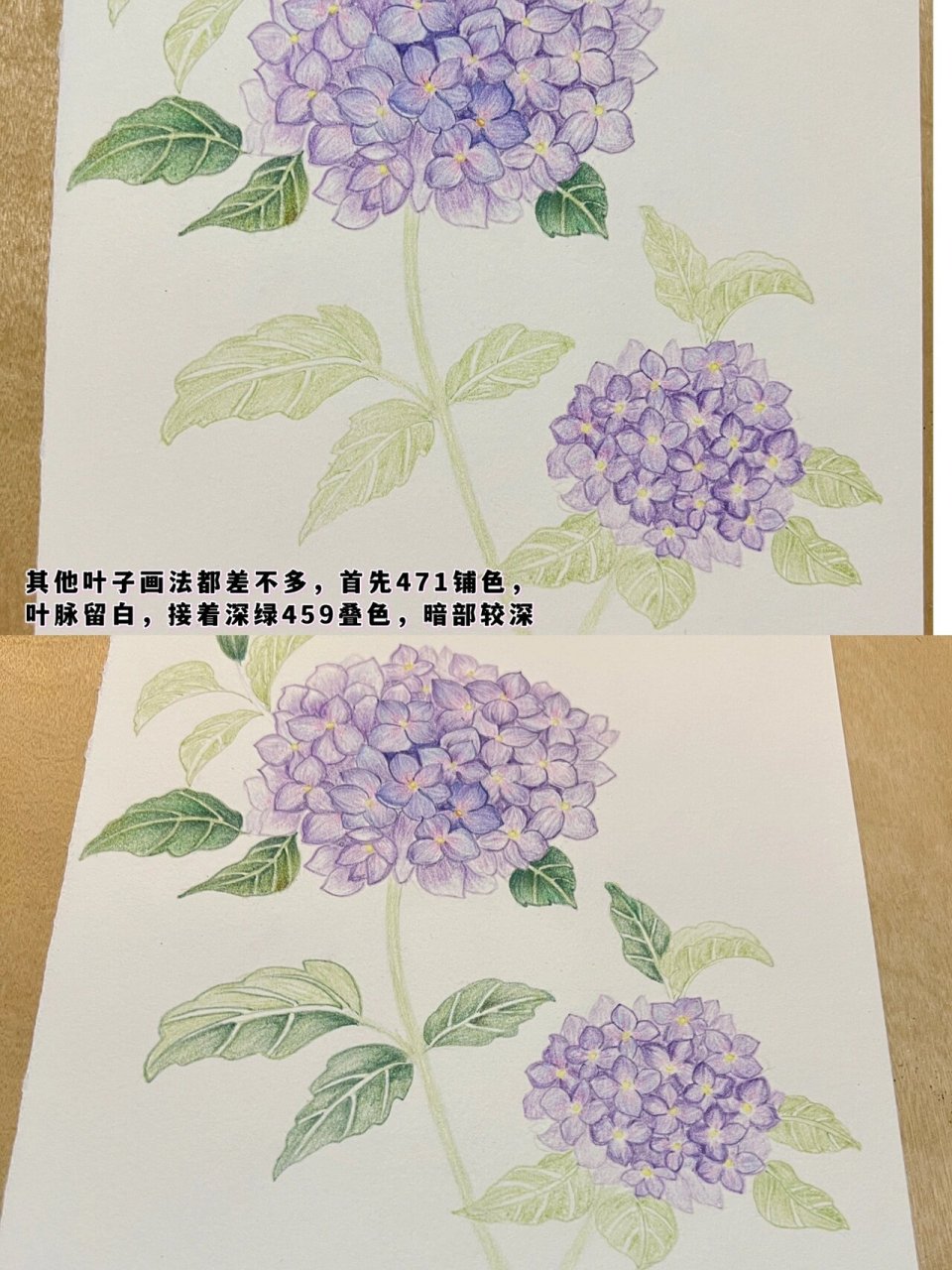 彩铅花卉——绣球花,附步骤图 这是我的第二幅原创小画.