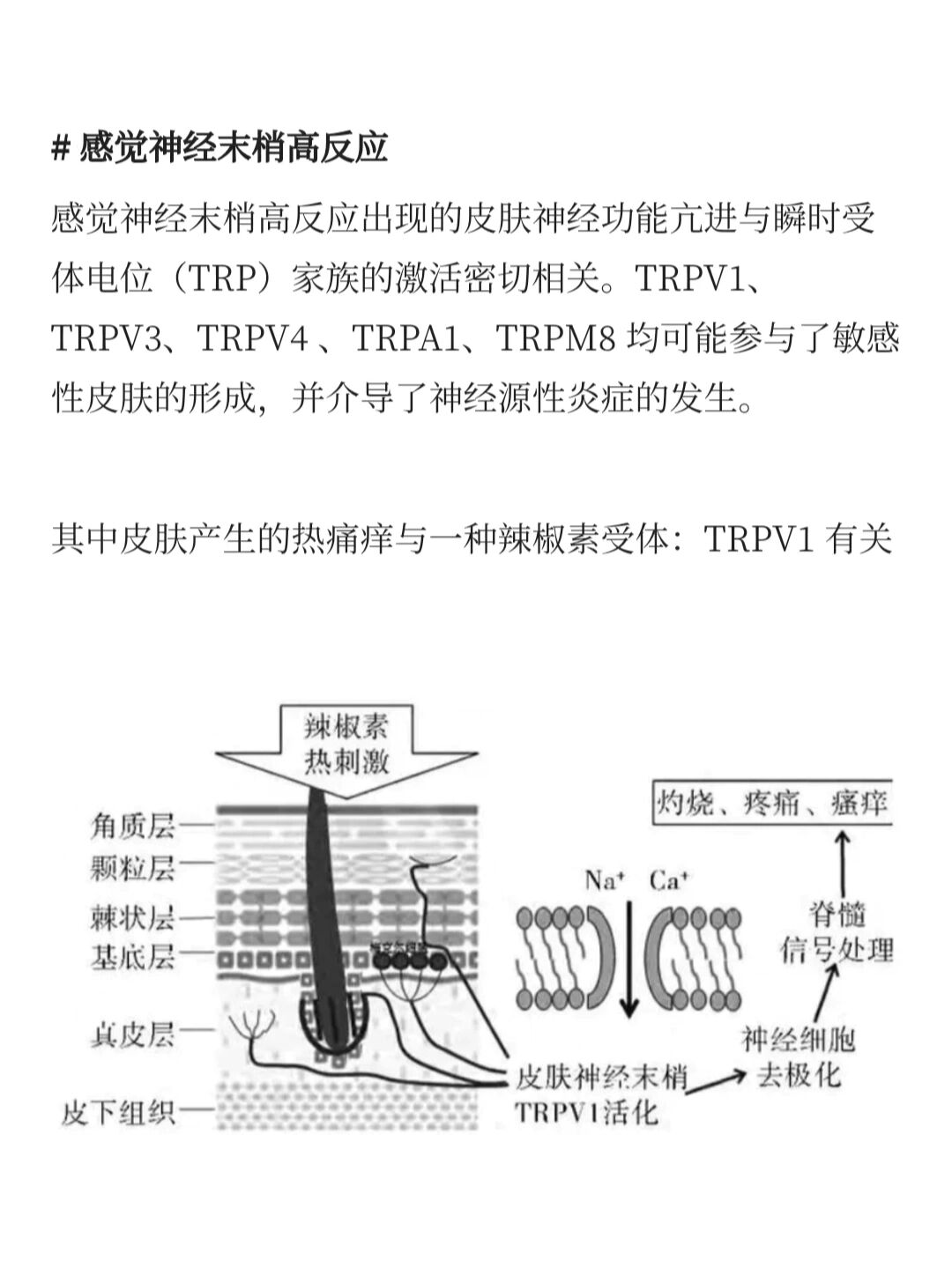 皮肤神经末梢图片