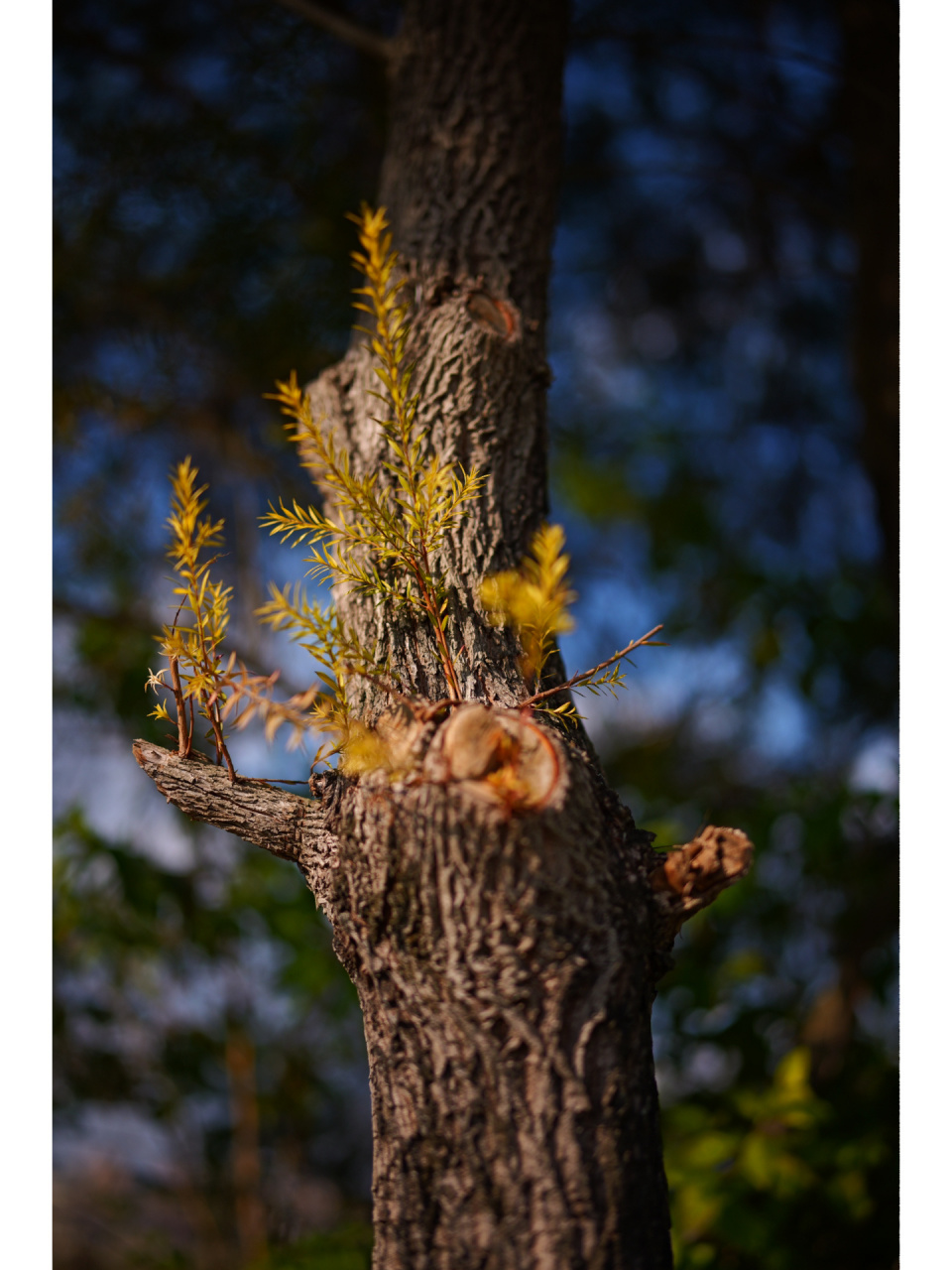 松下s52直出震驚我,這不就是德味色彩 鏡頭:sigma 35f1.