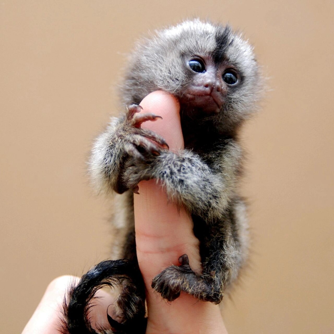 迷你猴——侏儒狨猴