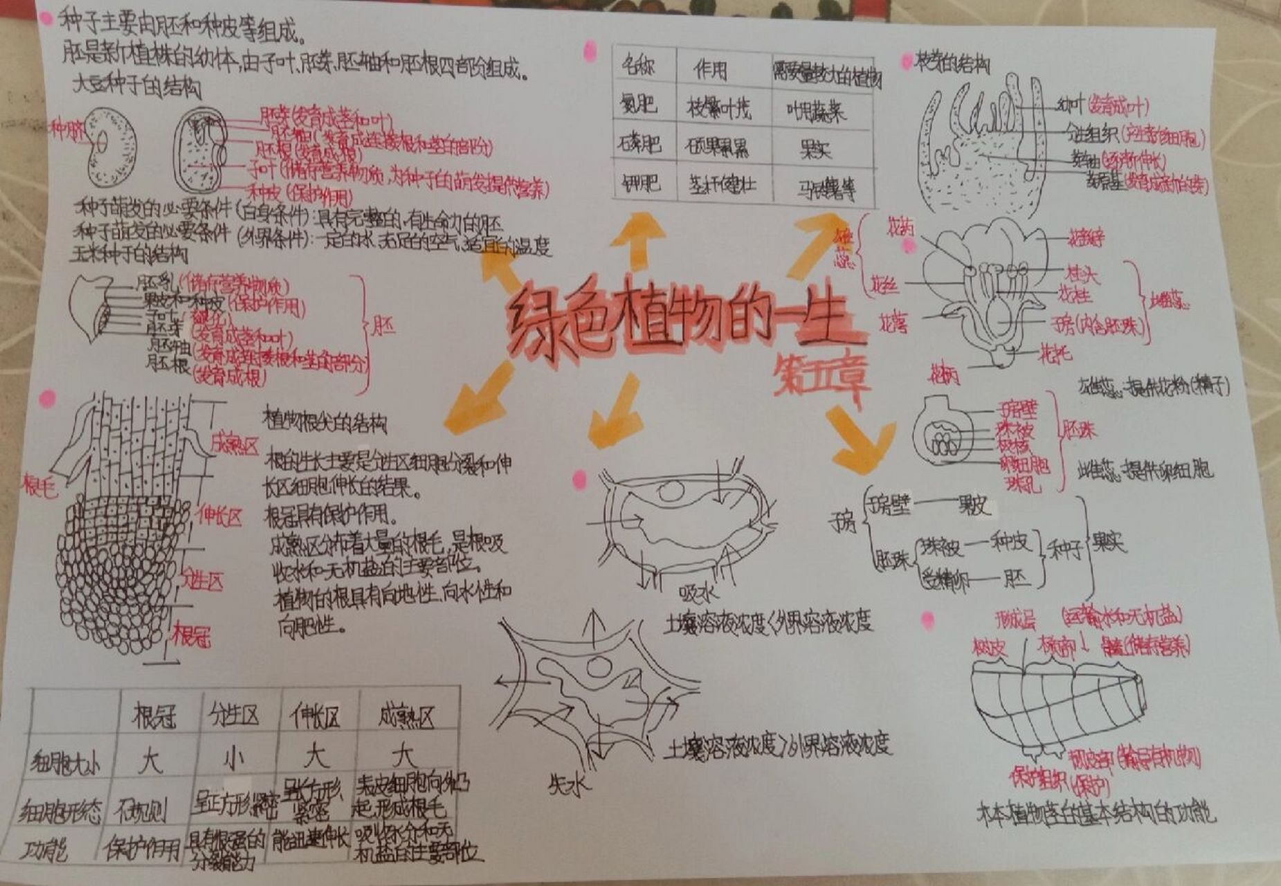 介绍一种植物思维导图图片