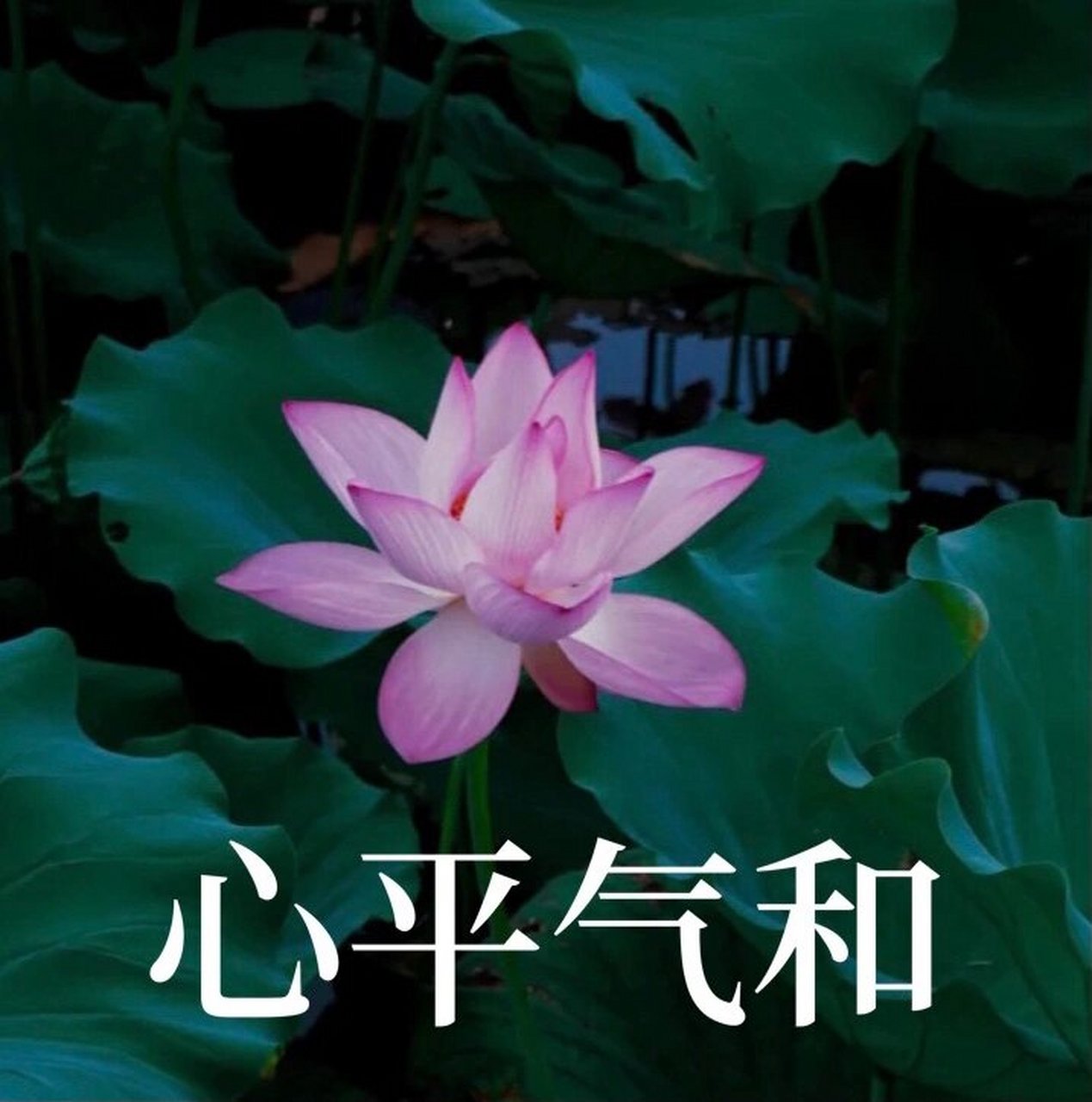 心平气和头像 心平气和莲花,可以找我私原图