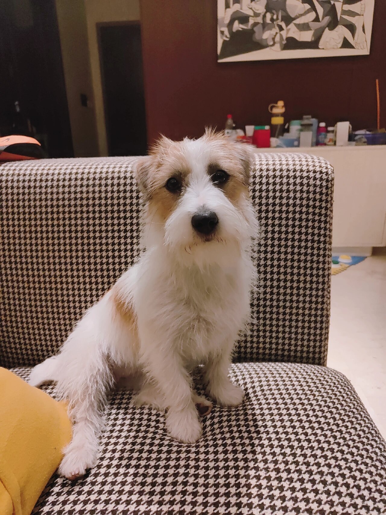 方脸小狗狗