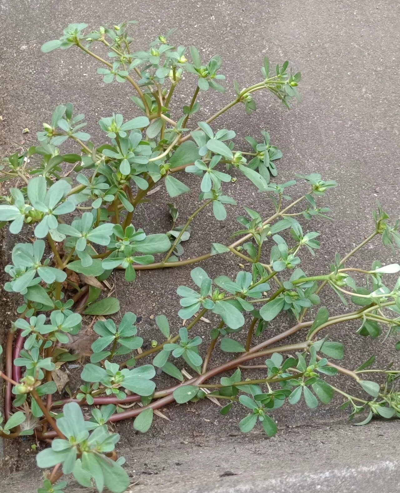 家人们看过来 这几天我看到好多关于马齿苋捣碎敷脸,或者捣碎加上蜂蜜