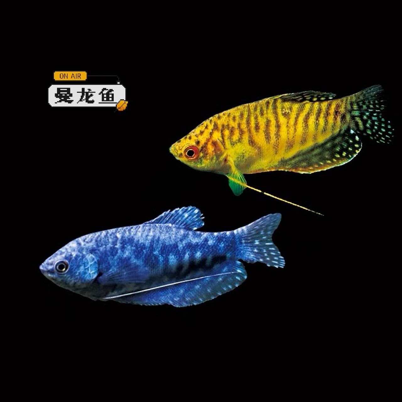 曼龙鱼-水族箱里的"不死小强" 95名:曼龙鱼 曼