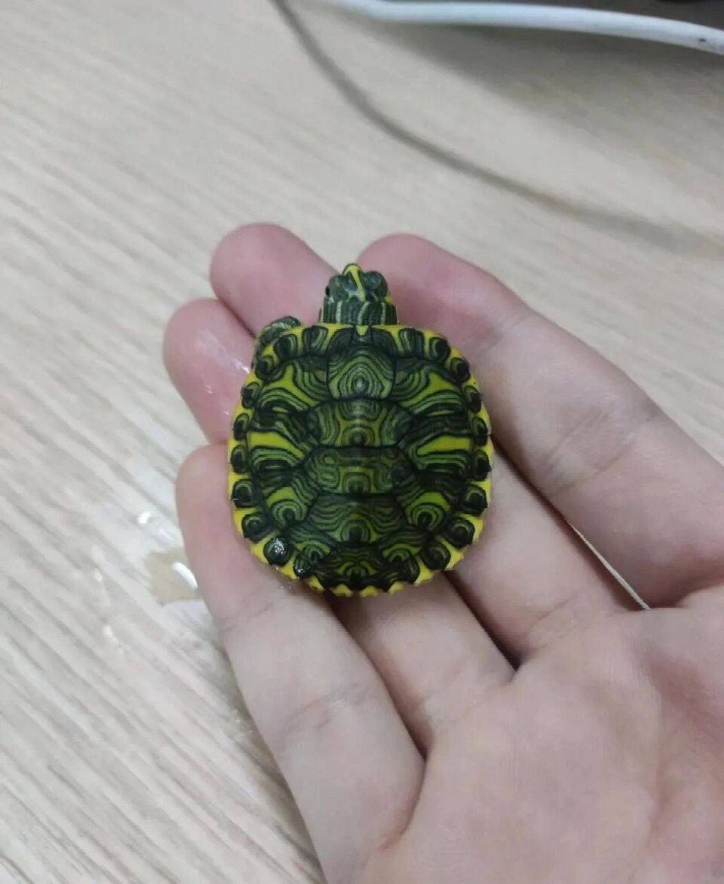 巴西脸龟类:黄耳龟             黄腹滑龟 ,亦称黄肚红耳龟,黄腹彩龟