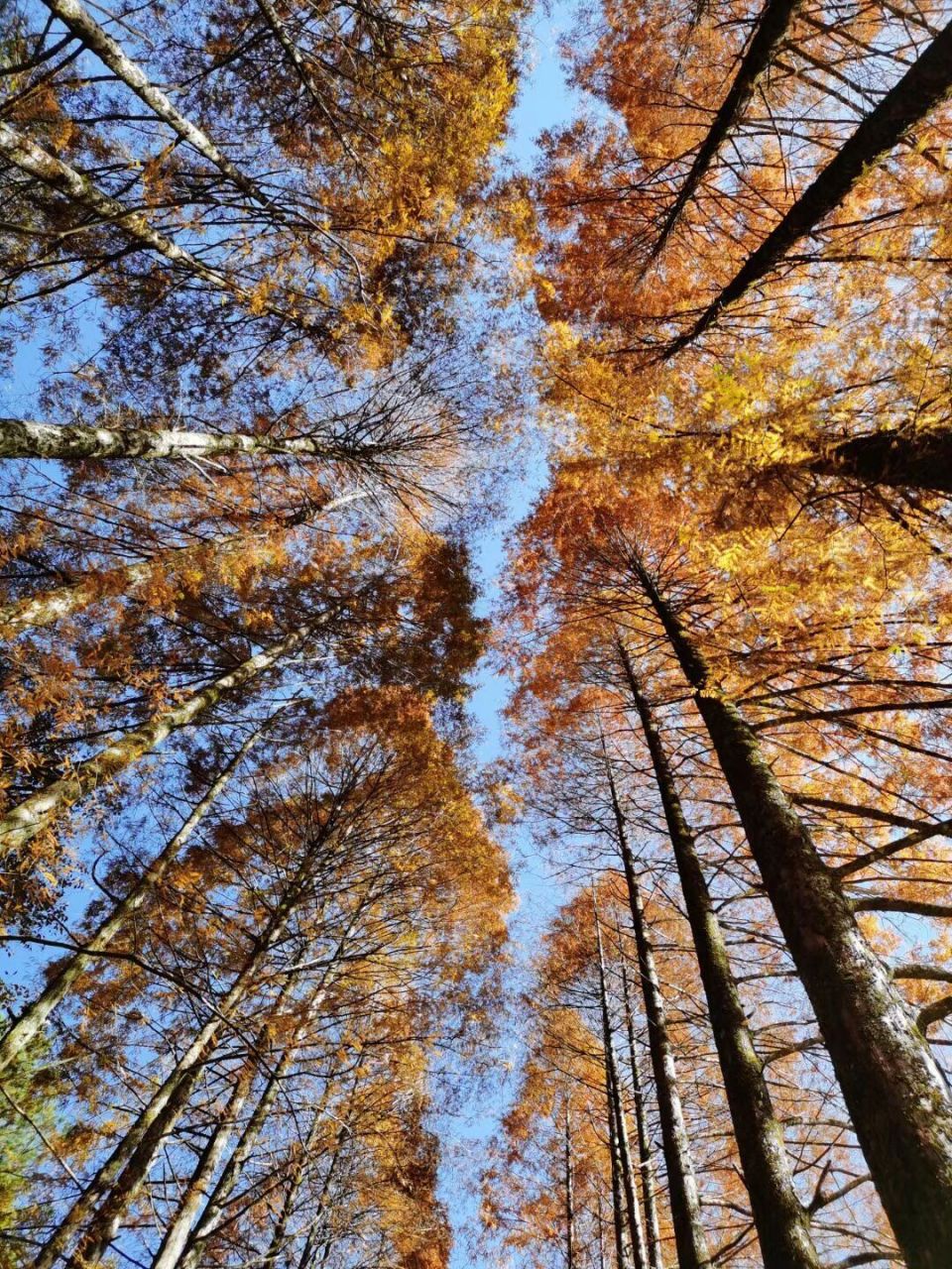 将乐龙栖山门票图片