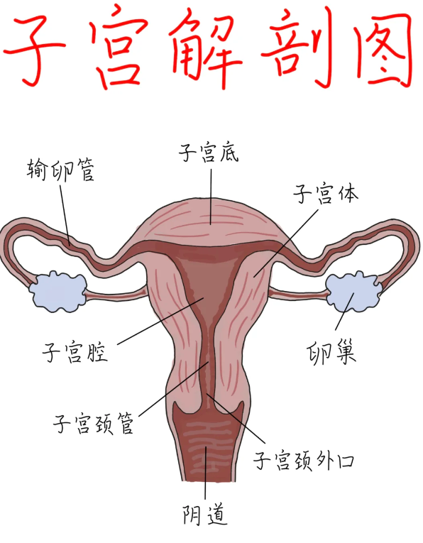 正常的宫颈口看起来是光滑红润的