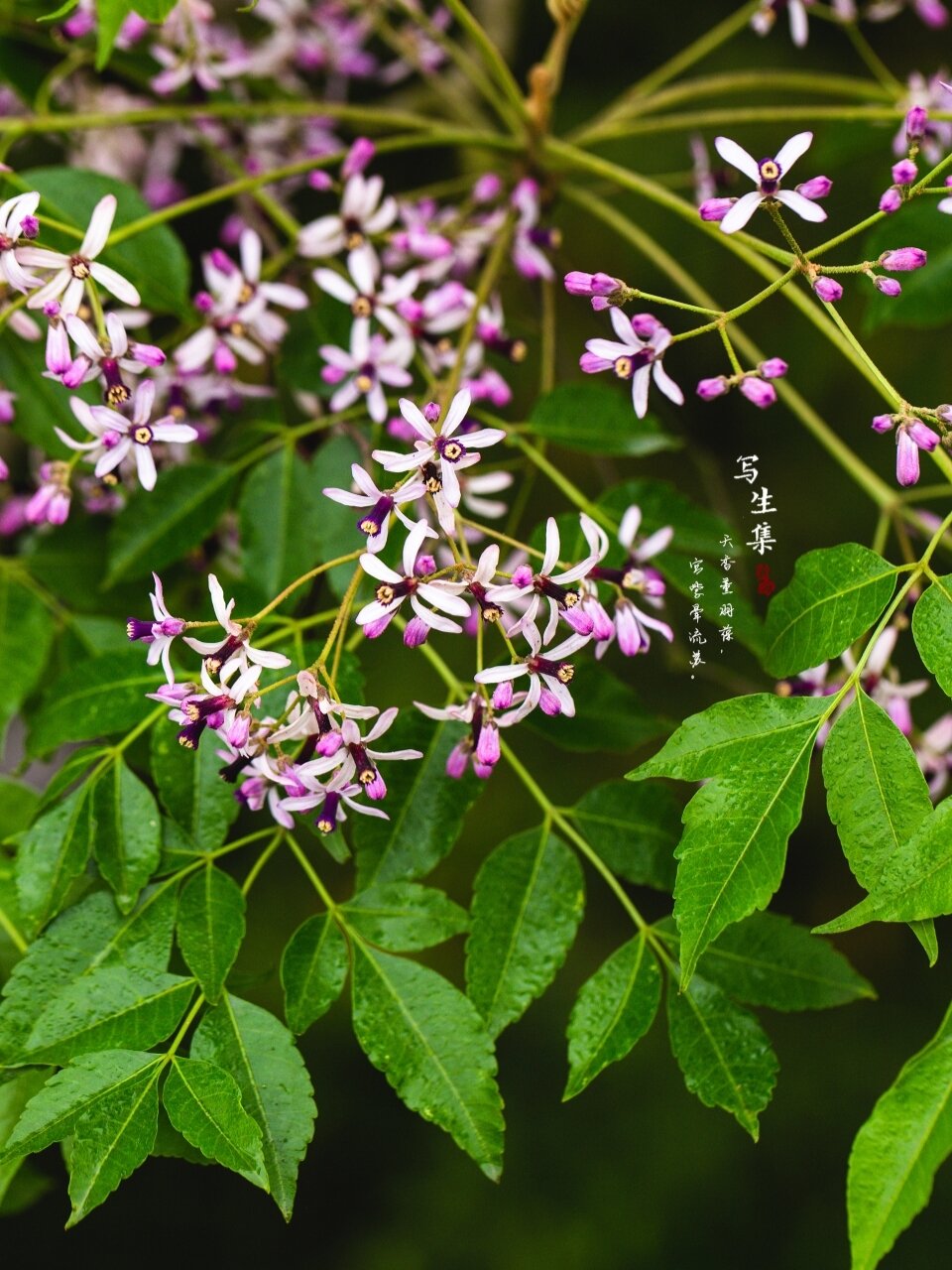 苦刺花树图片