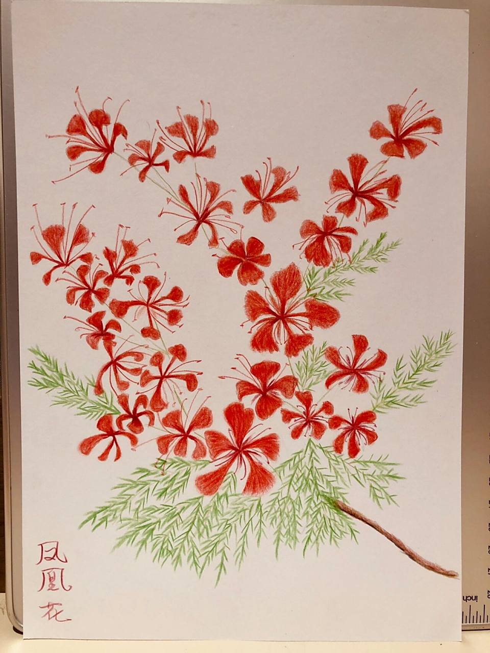 彩铅画-凤凰花 叶如飞凰之羽,花若丹凤之冠.