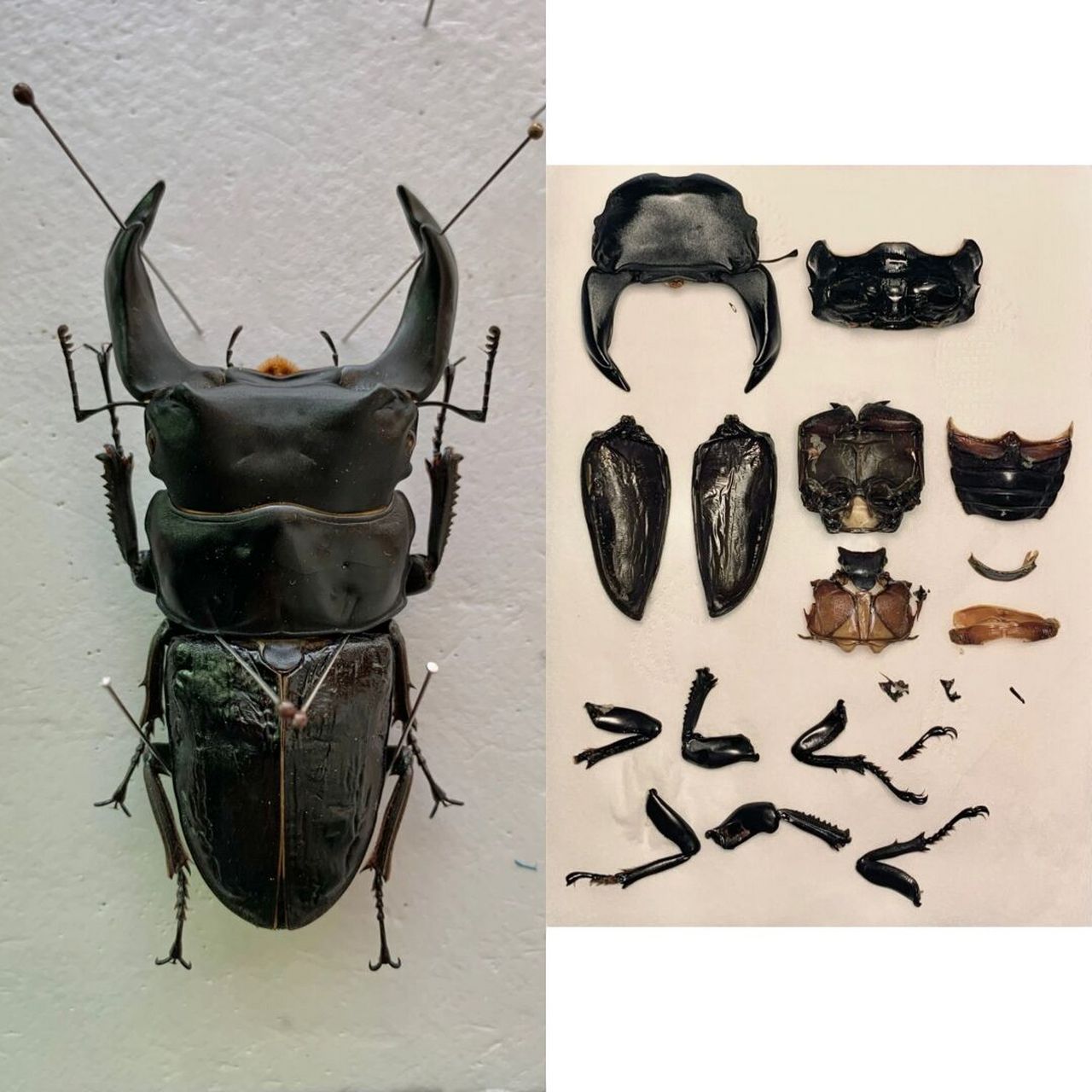 中国大锹甲的标本修复～ 王翦血统的北峰中国大锹,牙厚体宽,比例很棒