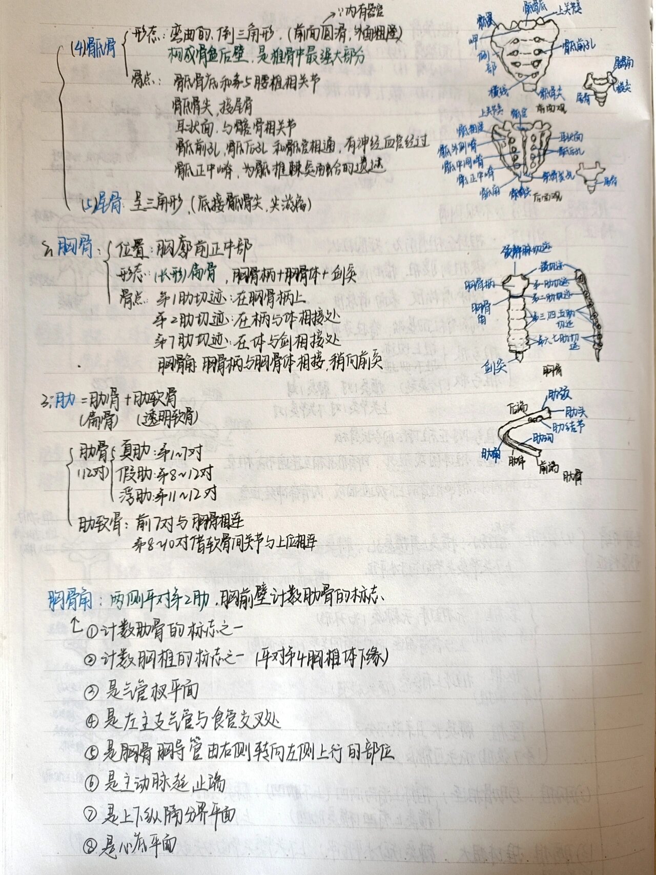 运动解剖学 中轴骨 ①躯干骨 椎骨