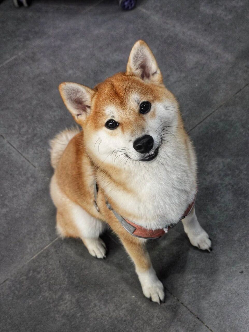 南京柴犬主题咖啡馆75巨可爱超治愈97竟然还能录歌90 - 一柴hip