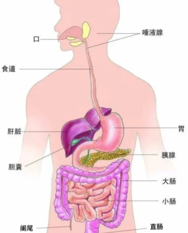 食管和胃连接的地方叫贲门,胃和十二指肠连接的地方叫幽门