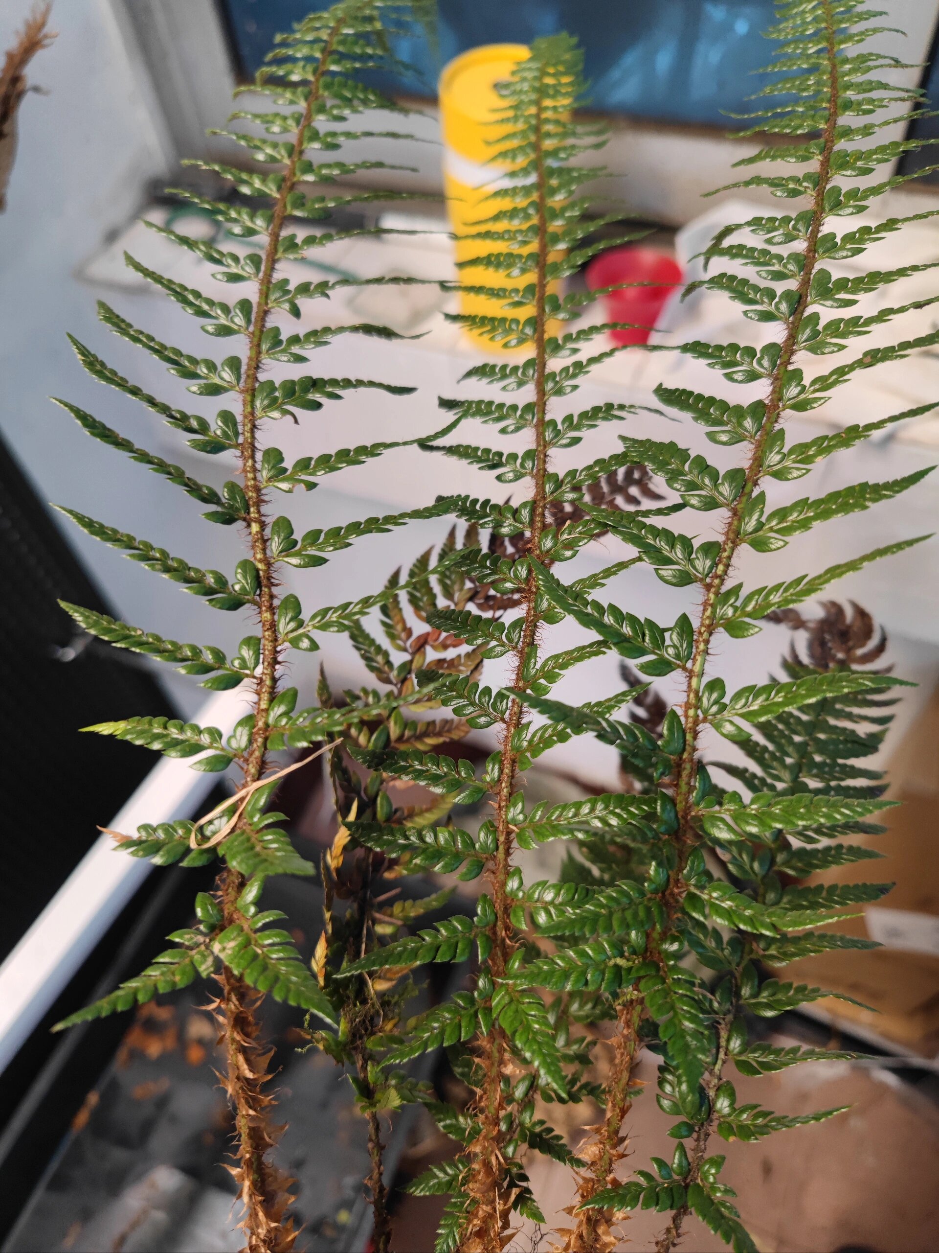 革叶耳蕨 稀有原生蕨类 叶片深油绿 非常有质感