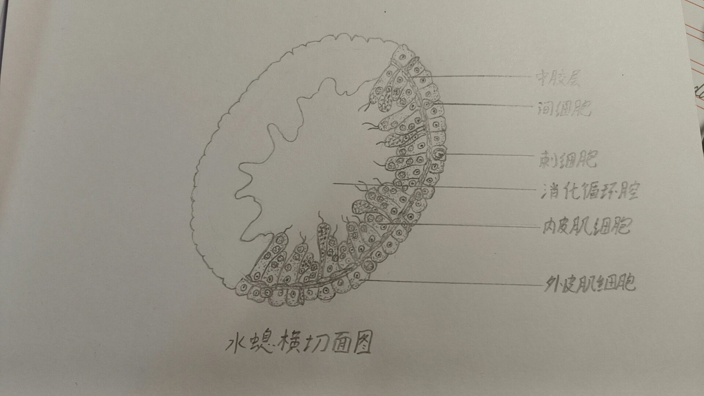 水螅横切面结构图手绘图片