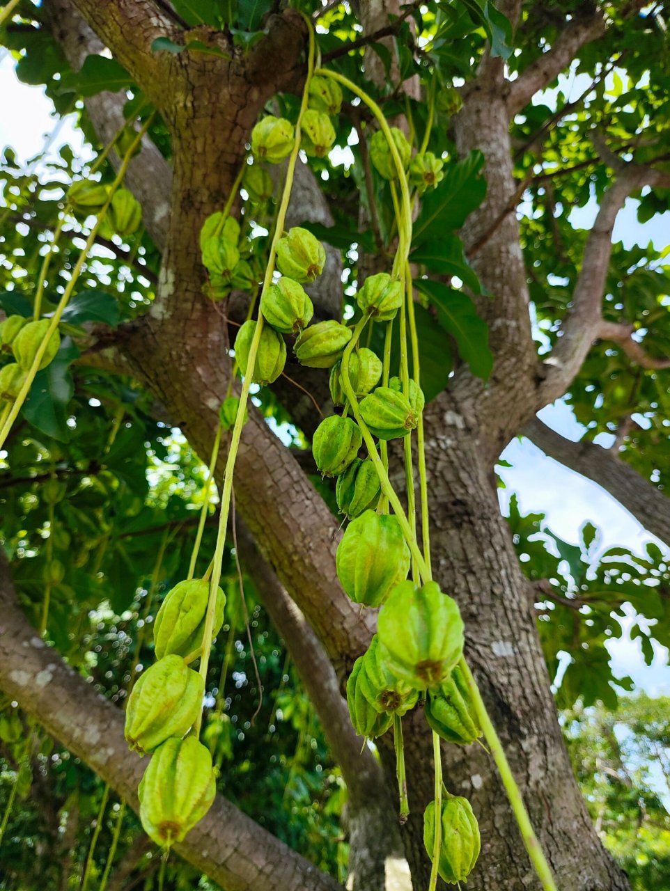 阳光下挂满了果实的玉蕊树