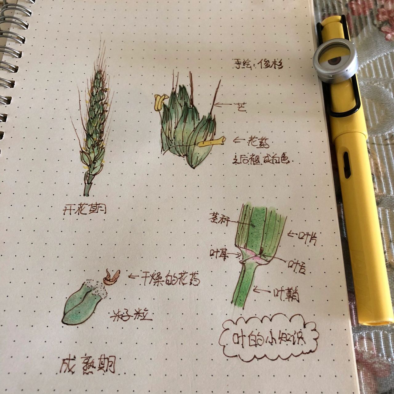 手绘小麦的一生 之三 收麦子!