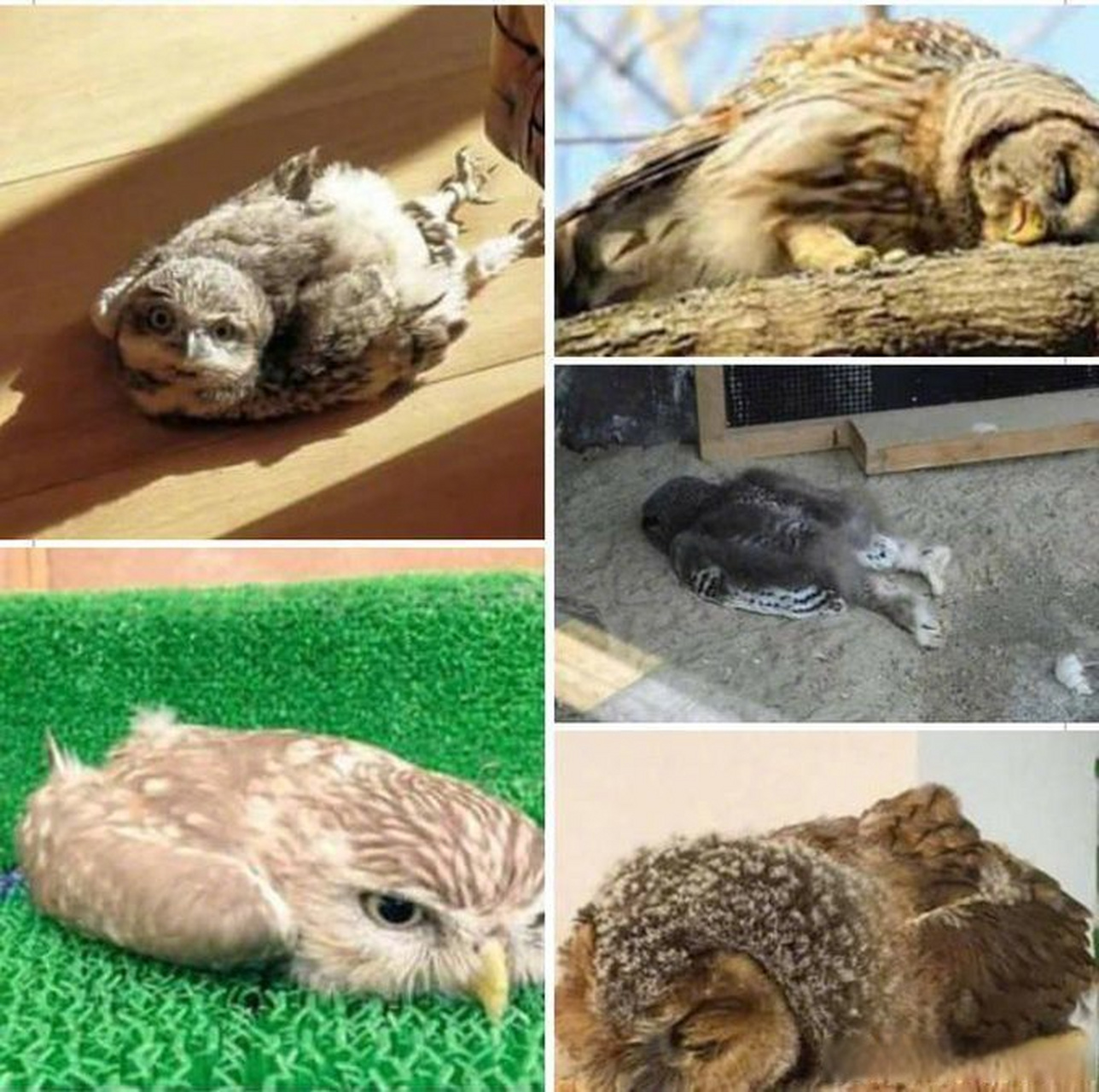 猫头鹰幼崽是这样睡的.它们面朝下趴下,据说是因为头太重了.