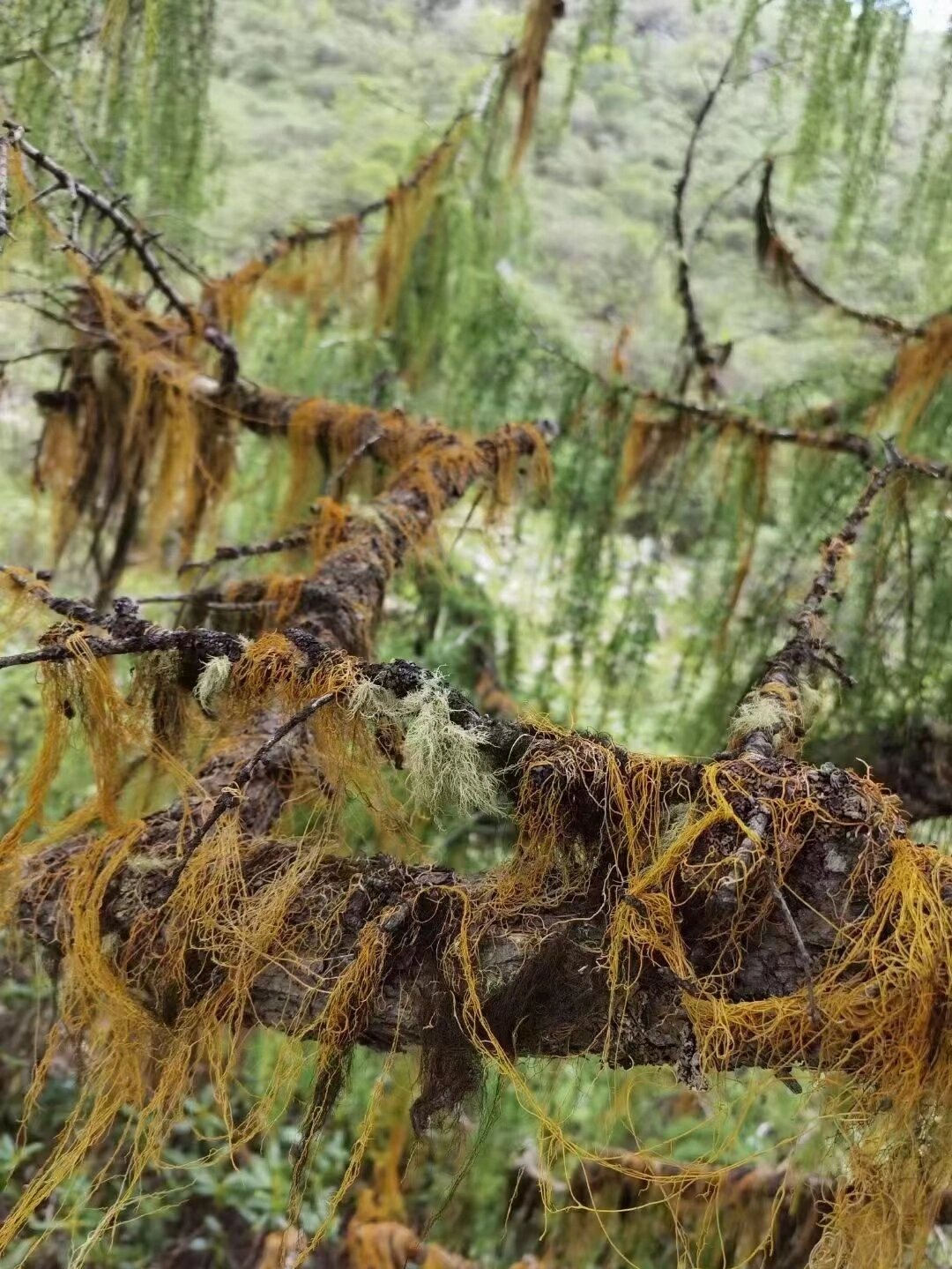 阿娟家好物推荐—高原红雪茶 红雪茶坚持喝的都会明显的瘦 一定要感谢