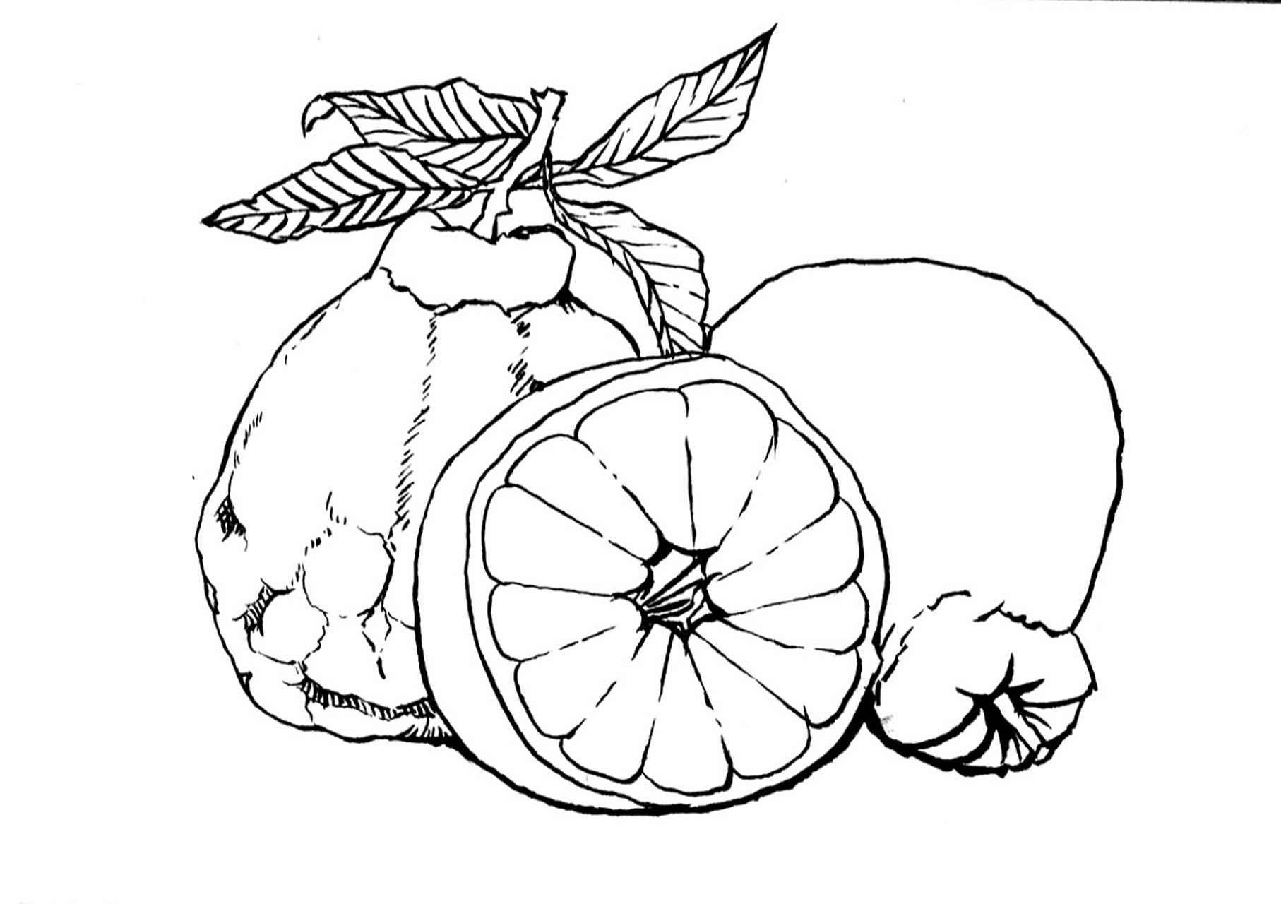 丑橘写生#水果线描写生#黑白线描画#原创 《丑橘写生》 适合年龄:岁 