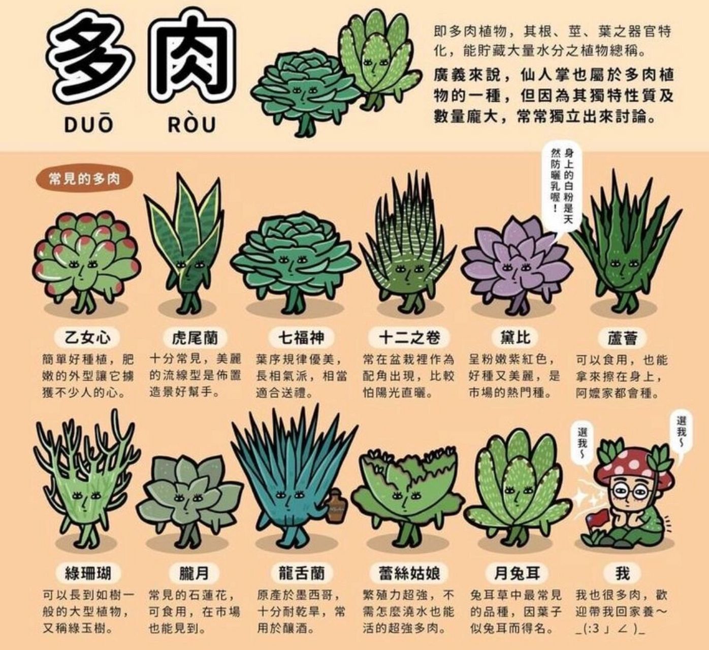 多肉植物的分类!