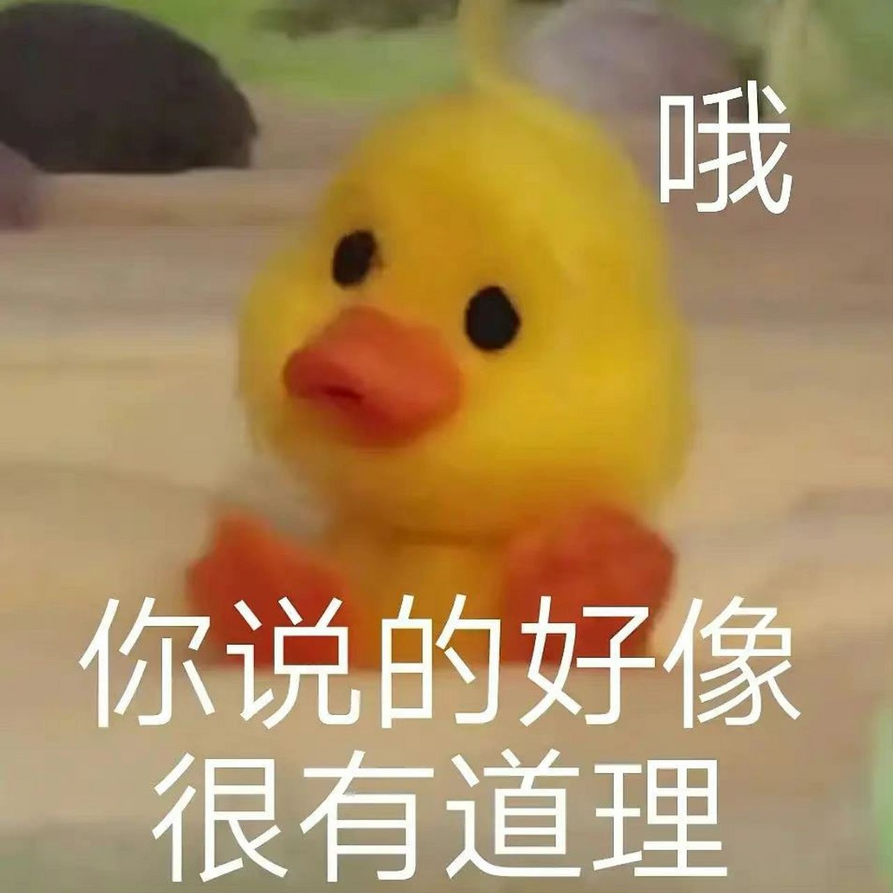 小黄鸭表情包 鸭鸭表情包可爱鸭鸭
