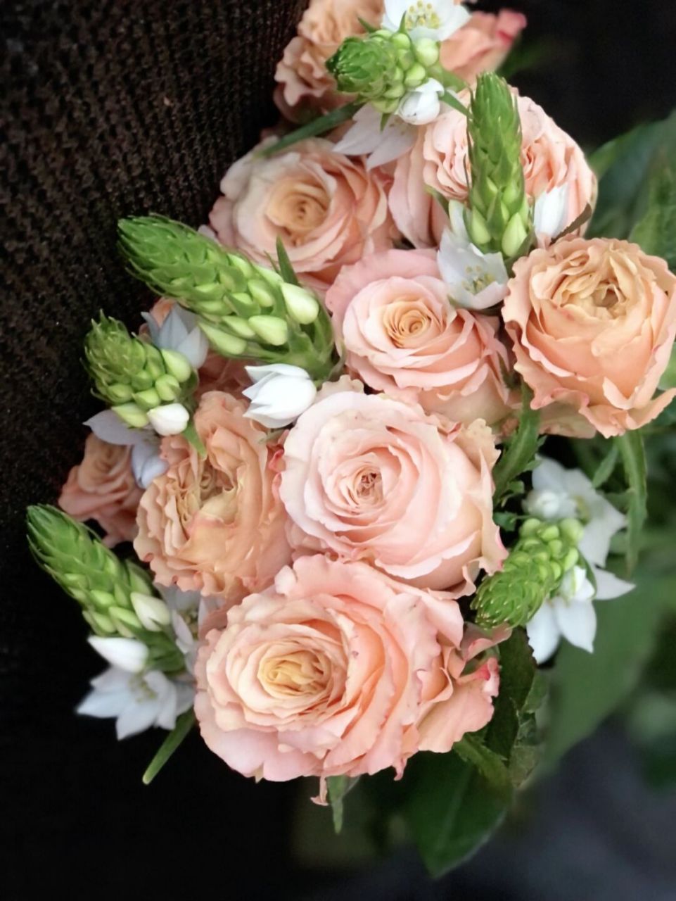 每日识花day5雀梅又名"海葱""圣心百合"    93雀梅是虎眼万年青科的