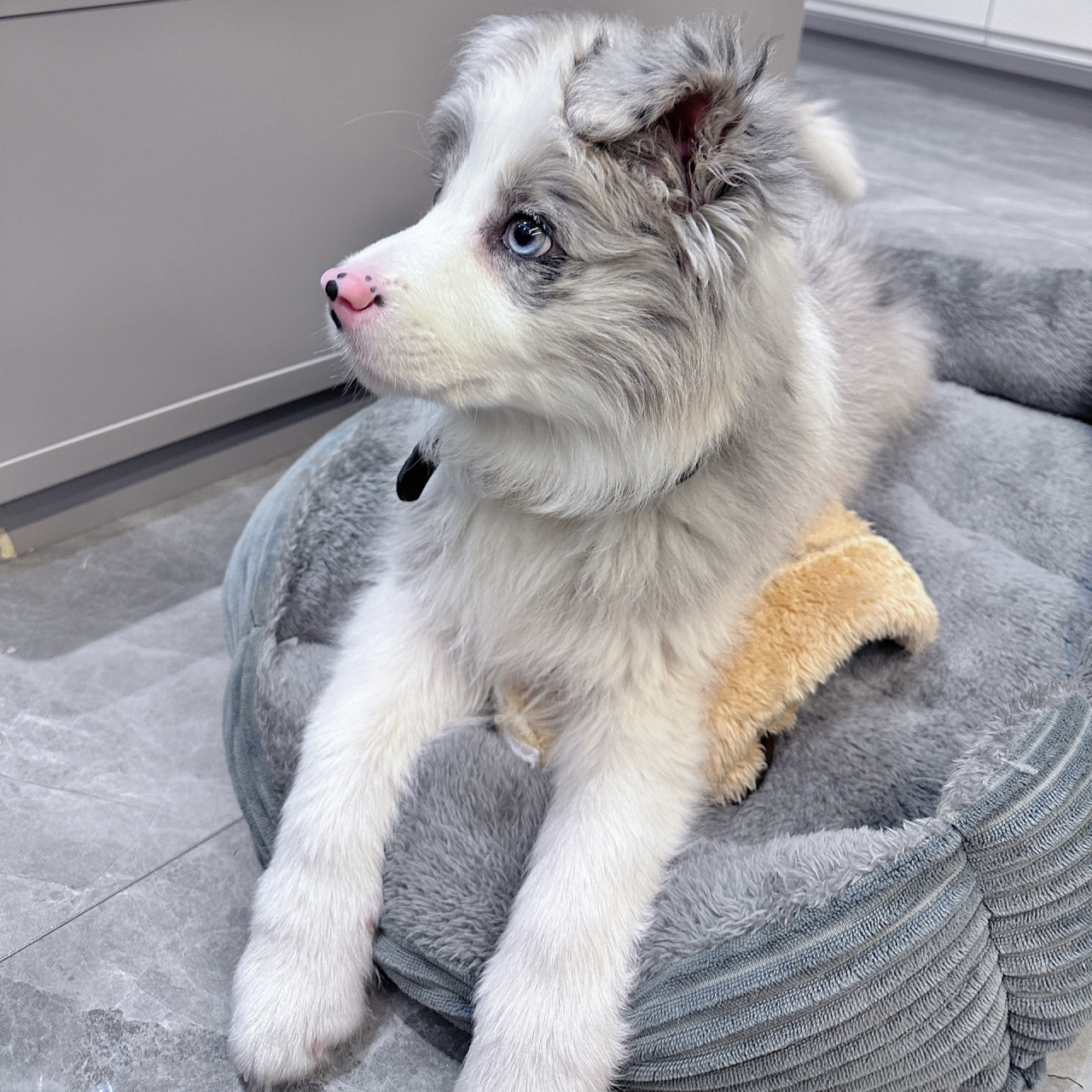 论陨石边牧有多可爱 出门回头率百分百最爱草坪奔跑辣!