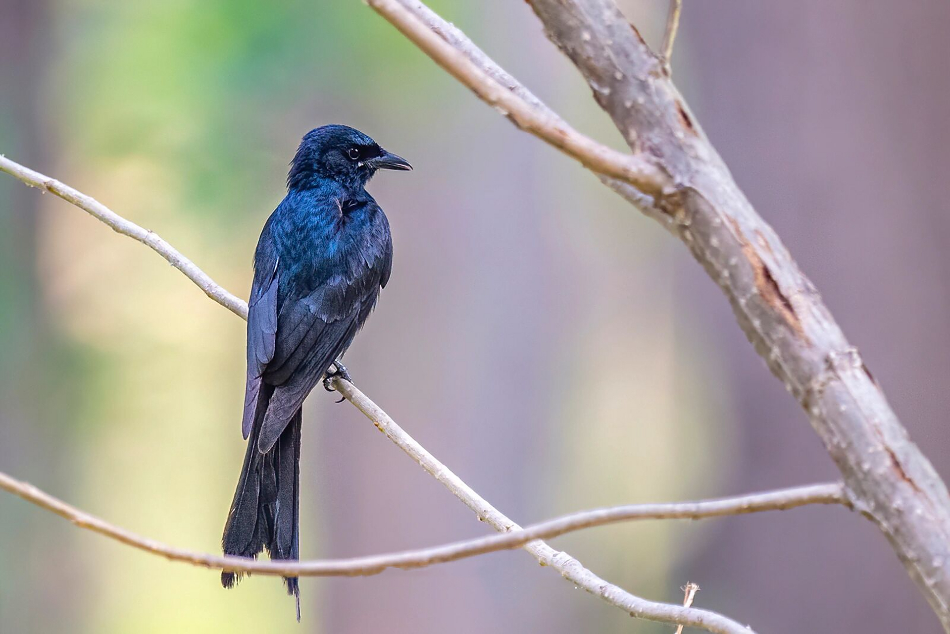 每日一鸟70-酷爱站桩站电线的黑卷尾 black drongo黑卷尾 图片摄于
