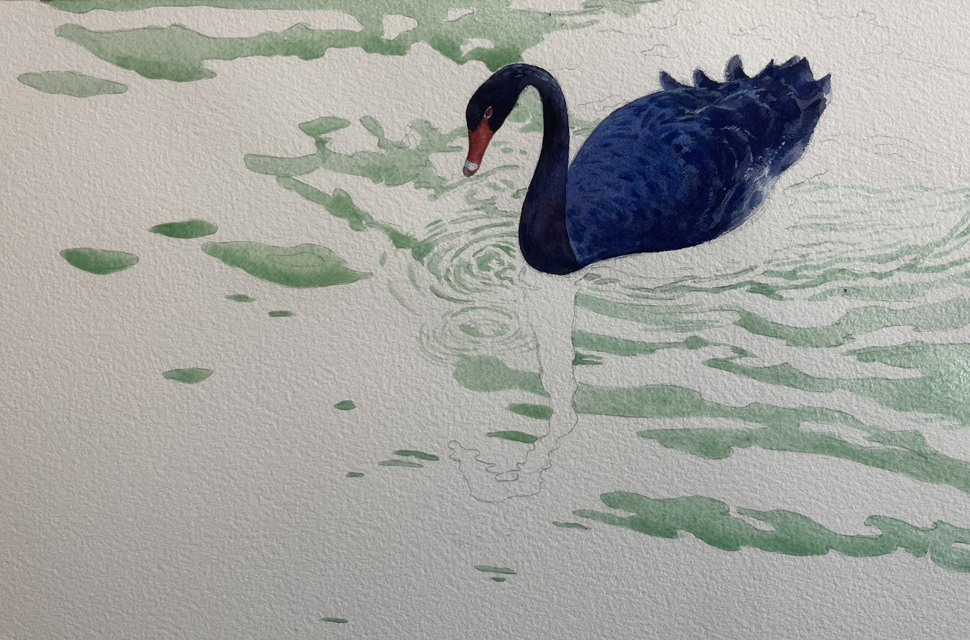 水彩《黑天鹅》绘画步骤      感谢素材