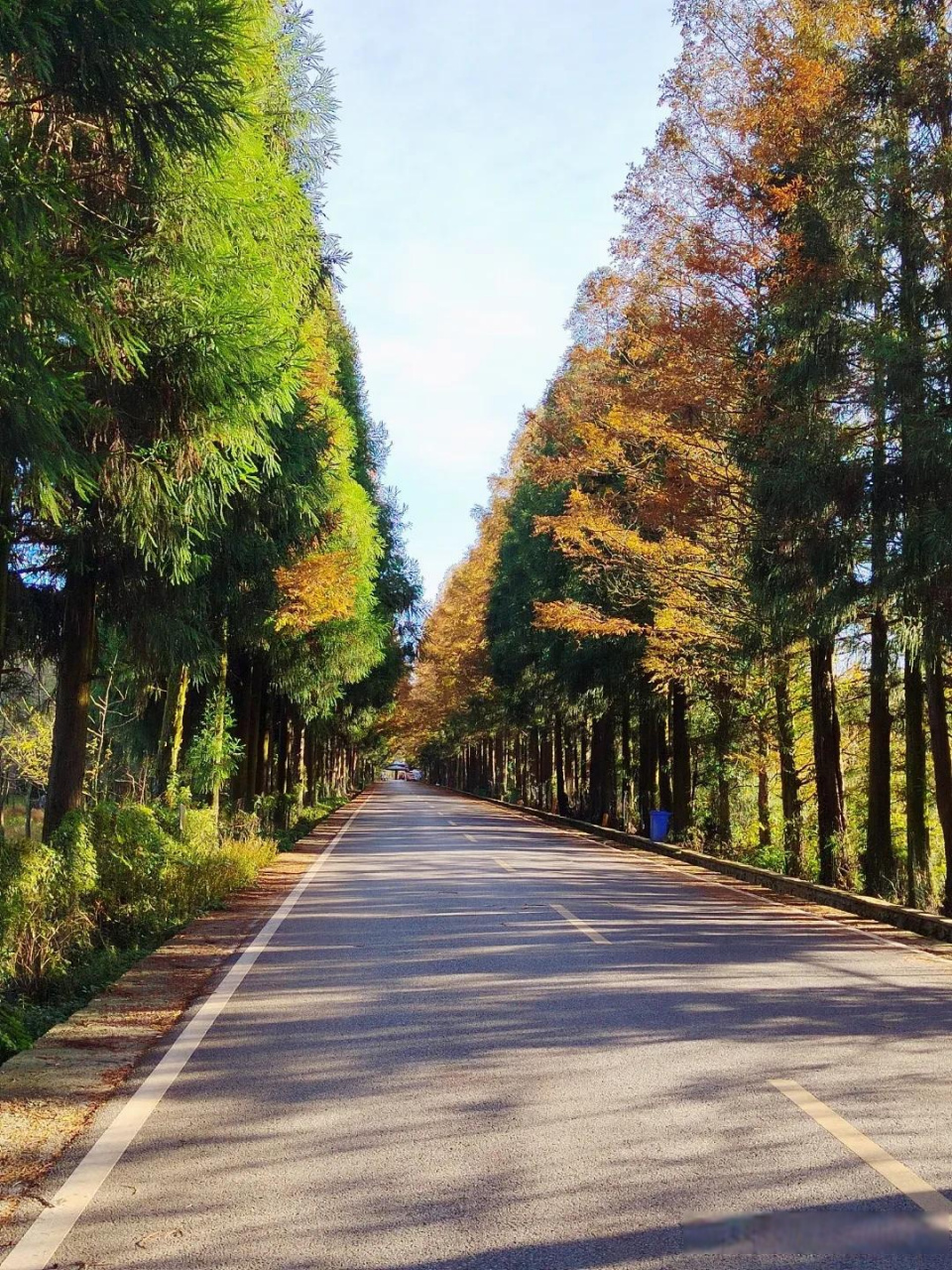 在重庆南川山王坪,为了恢复自然样貌,柳杉作为造林树种,大规模用作