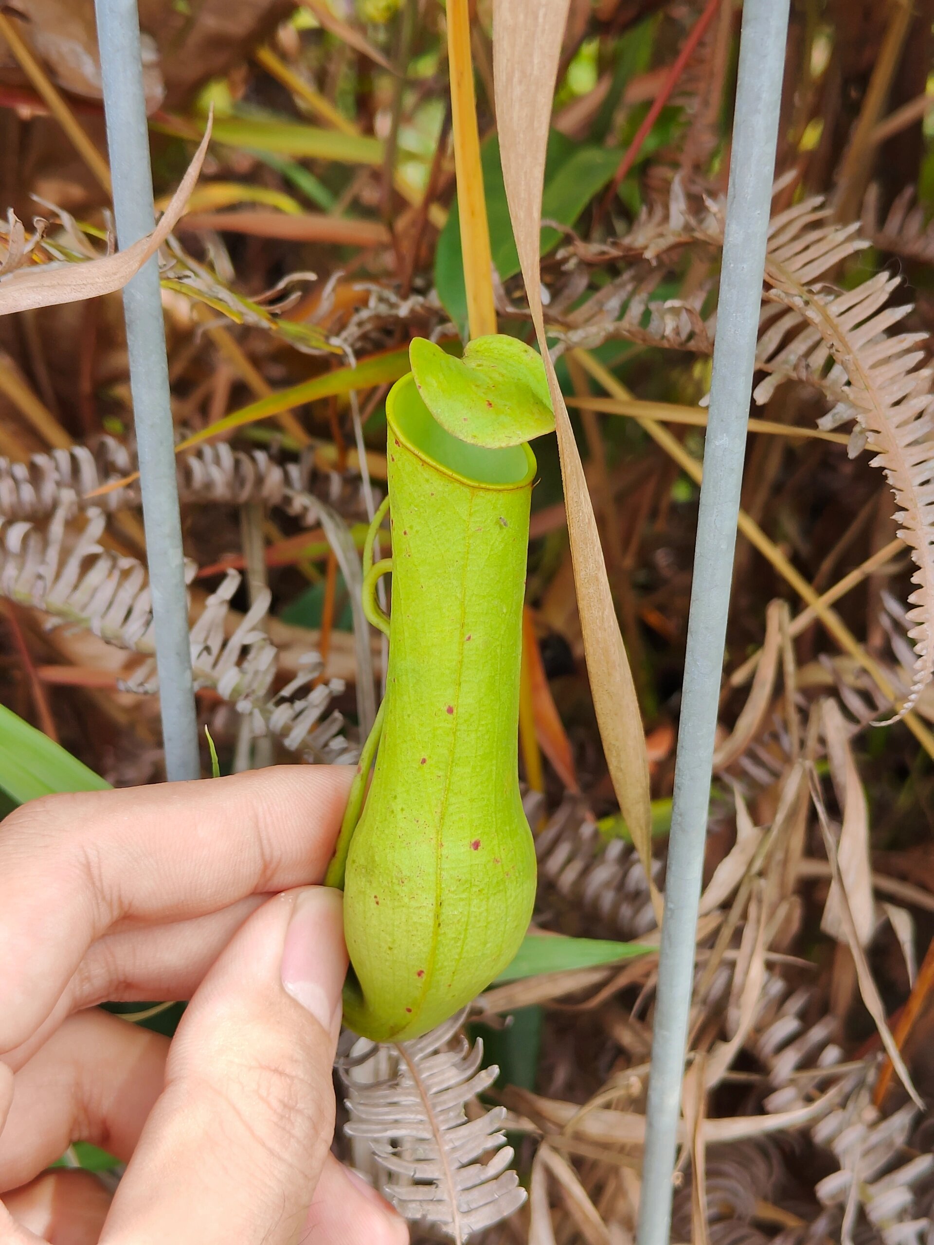 小猪笼草