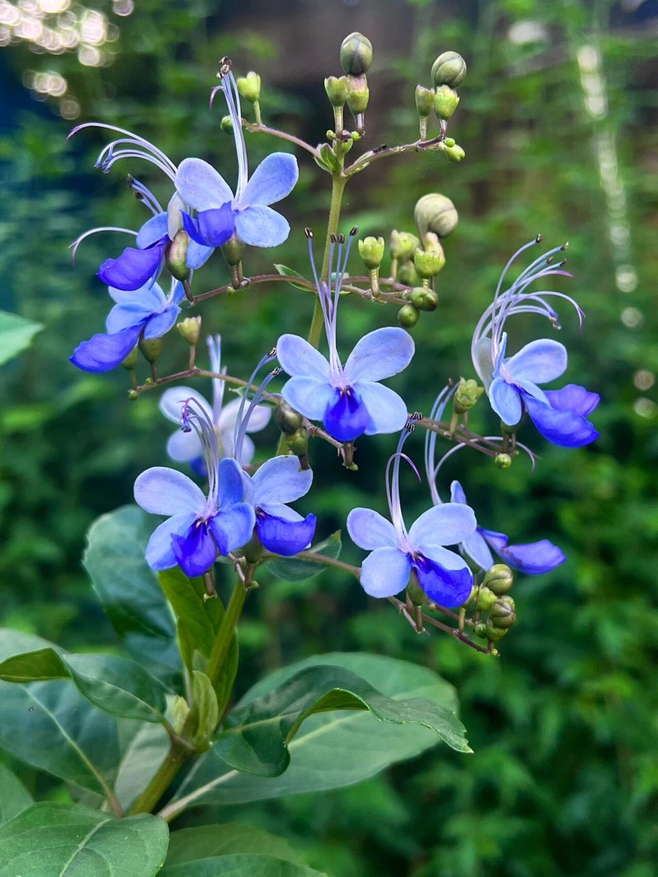 今日识花|蓝蝴蝶花 蓝蝴蝶花!花如其名,像极了真正飞舞的小蝴蝶03!