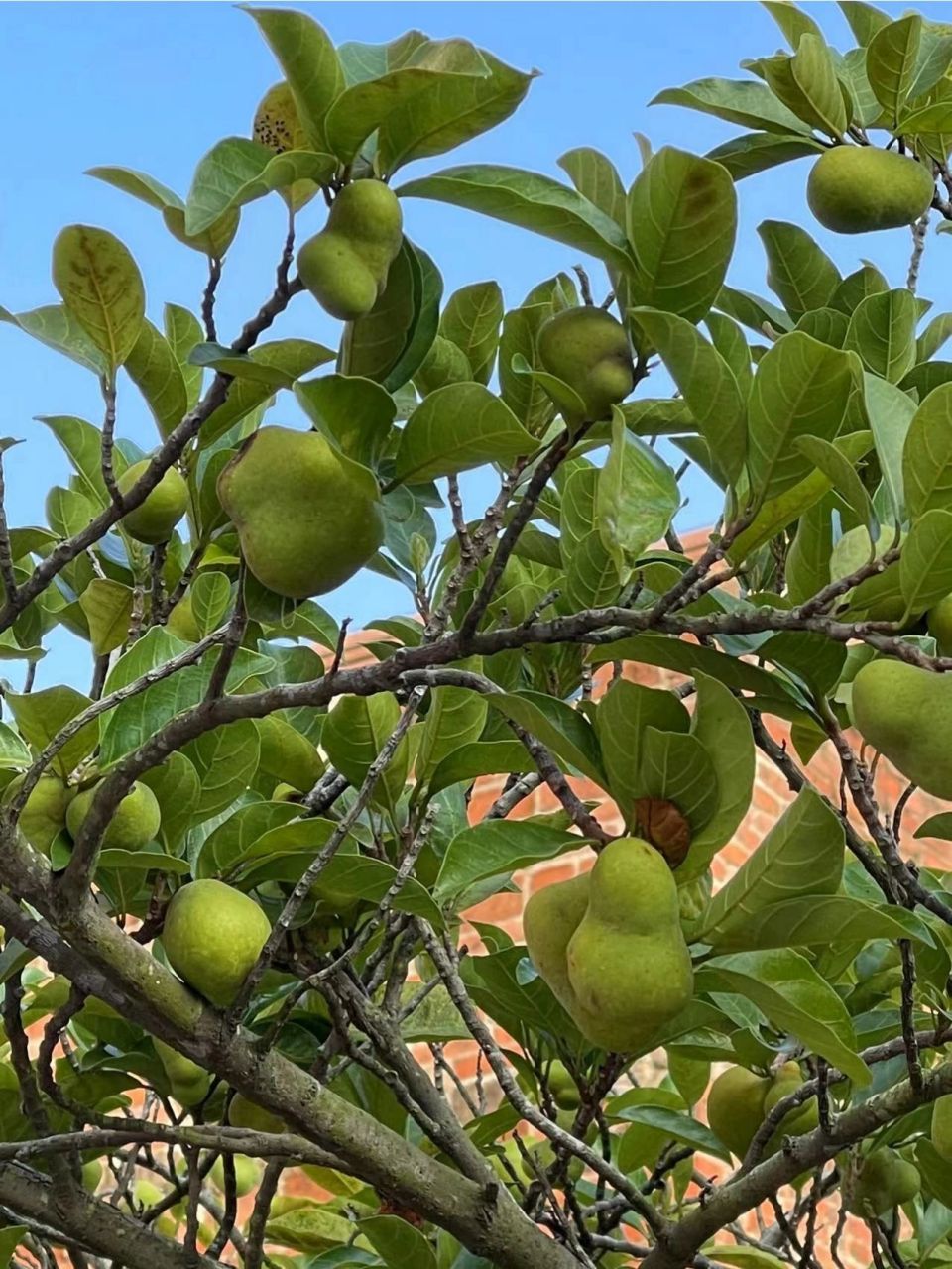佳木果狗囊子胭脂树 今年终于找到它的正确吃法了