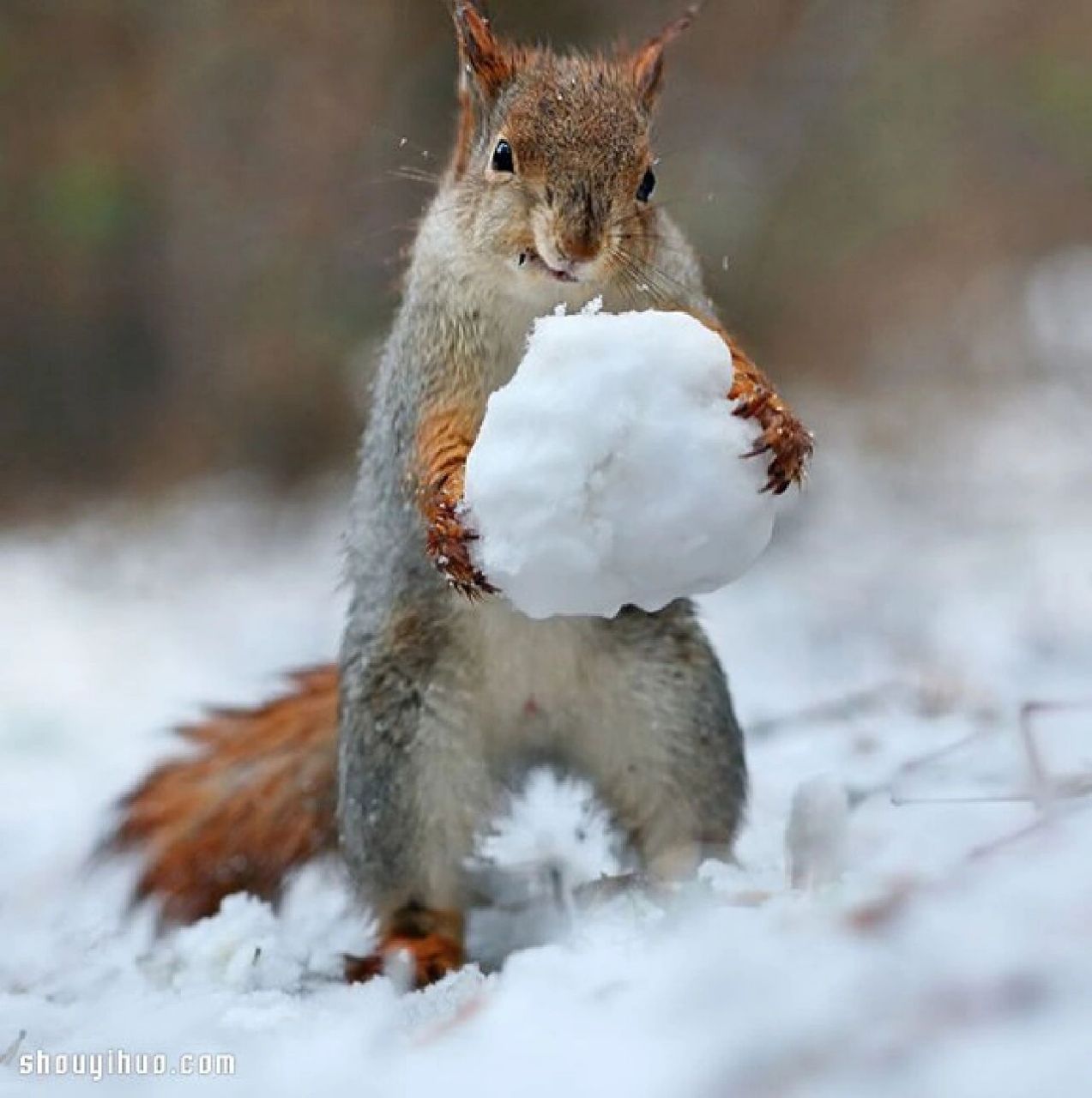 雪地松鼠 极品图片