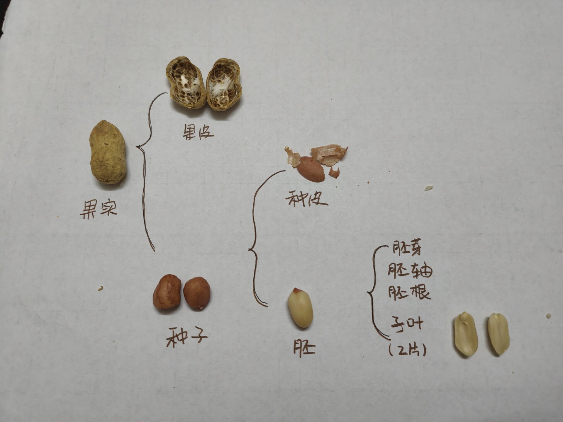 植物种子图片及名称图片