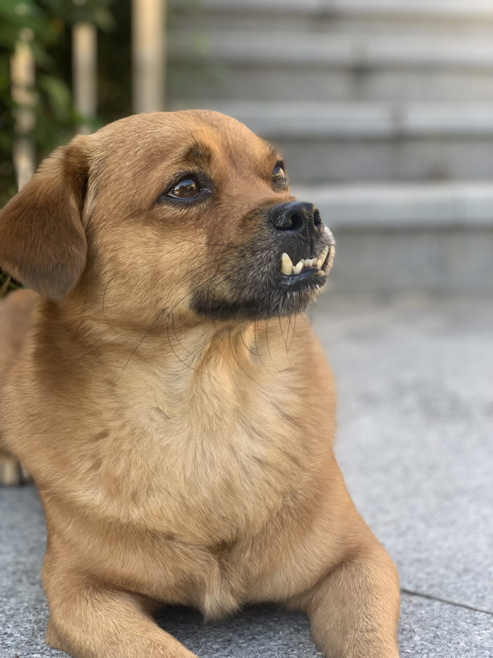 全狗星最可爱的地包天 每当别人说:"这个小狗牙齿怎么这样呀"的时候