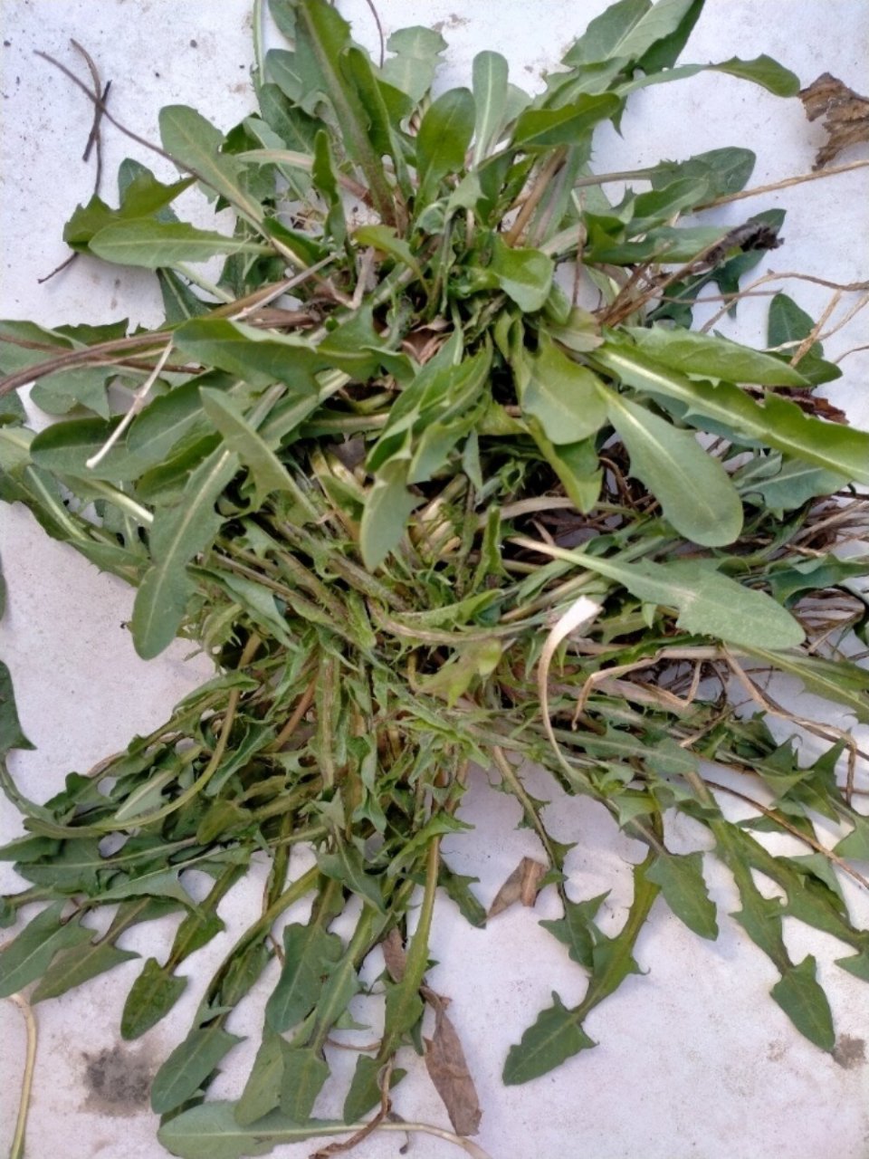 干品,鲜品均可以煮水,有很好去热毒的功效,大家可