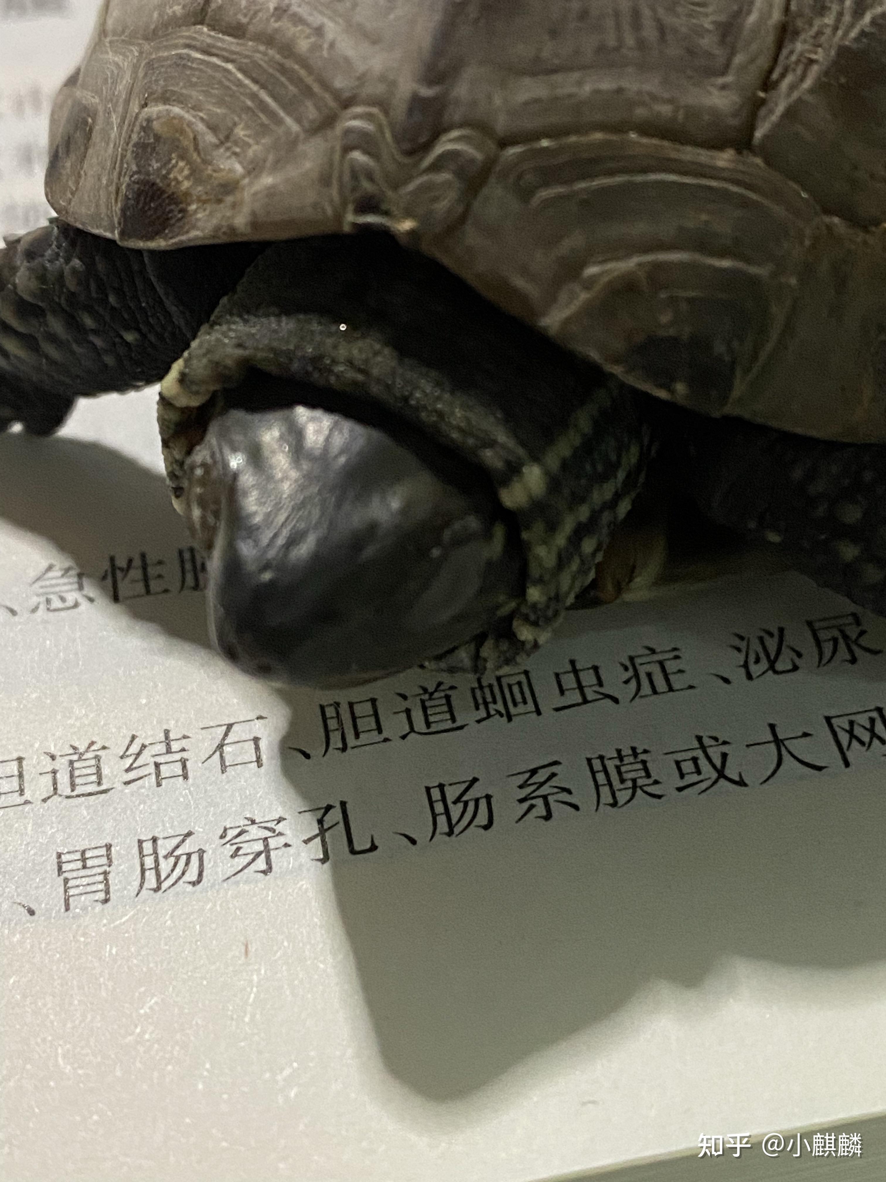 求助小乌龟眼睛被白膜覆盖像死鱼眼一样见图怎么办