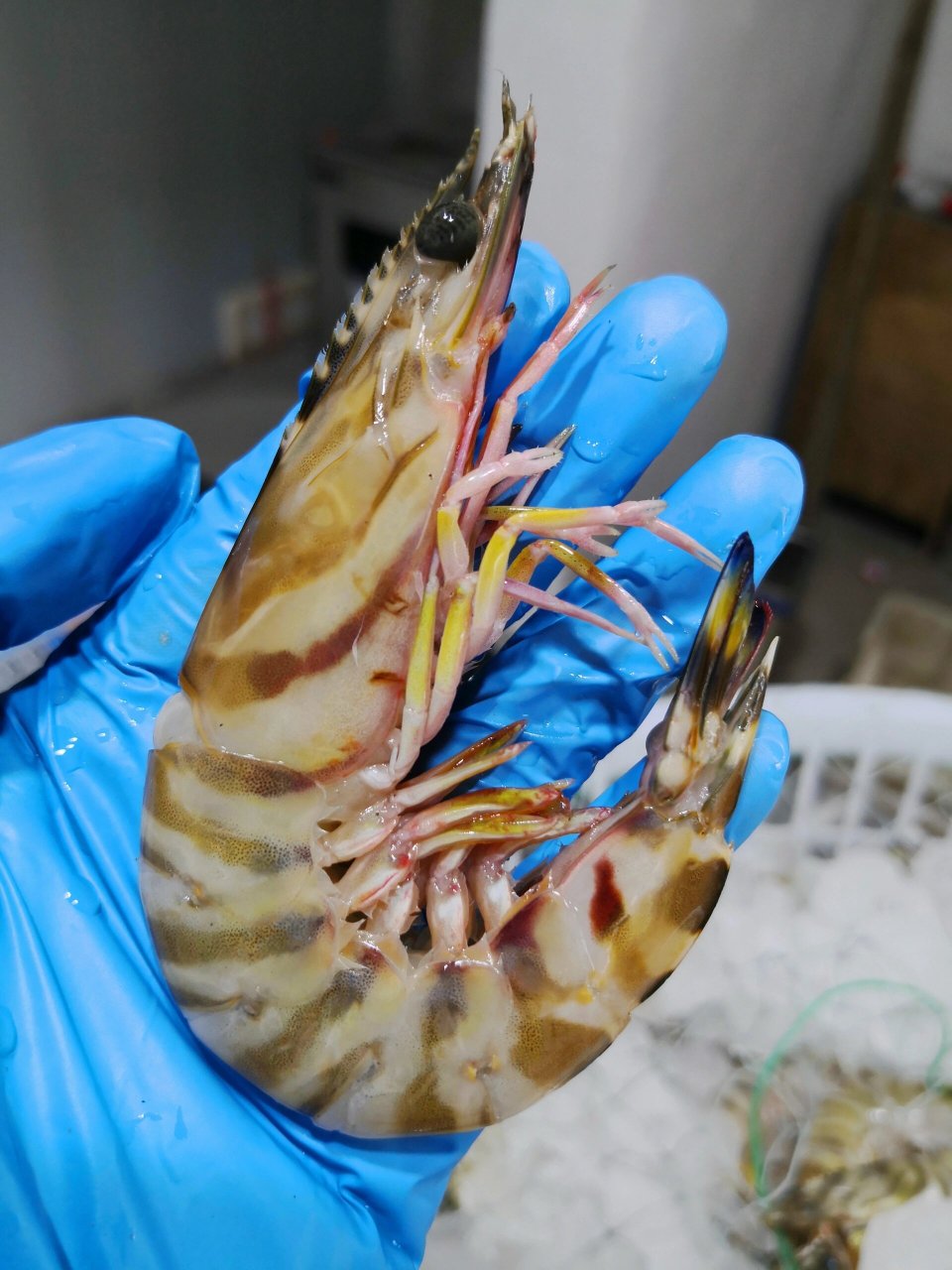 宝宝吃海虾选哪种71金钩虾,竹节虾,红爪虾 很多宝妈在选择的时候很