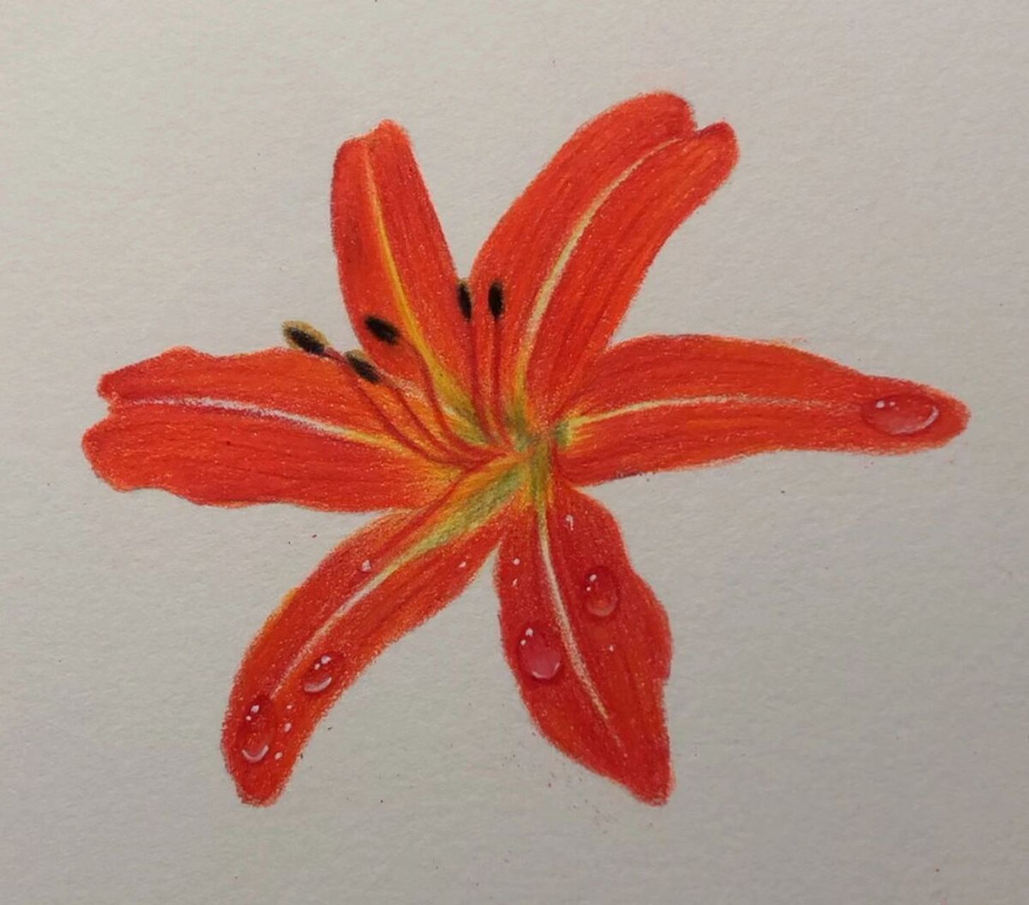 彩铅萱草花(绘画步骤图)